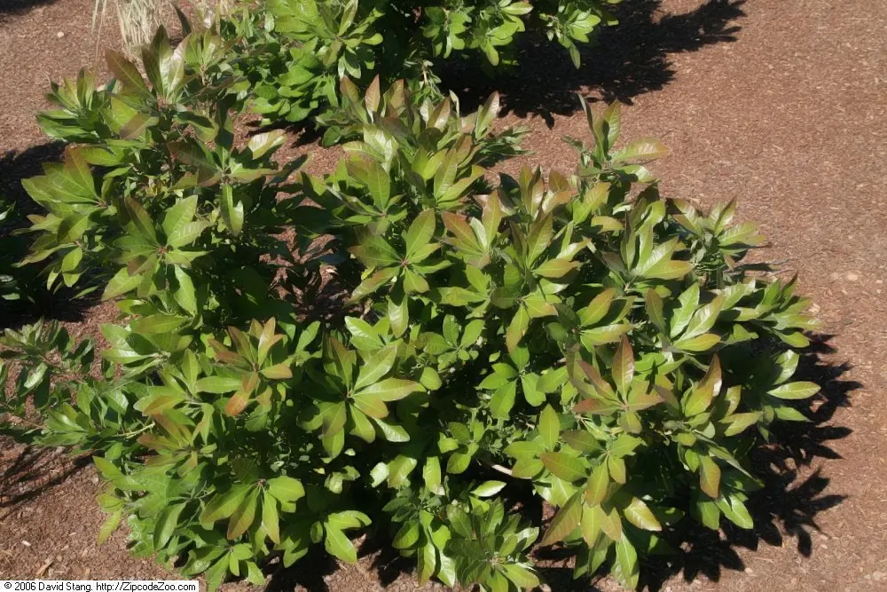 Bayberry (Myrica Pensylvanica) — shrub with green and yellow blooms; inconspicuous flowers give way to clusters of waxy berries that persist through winter