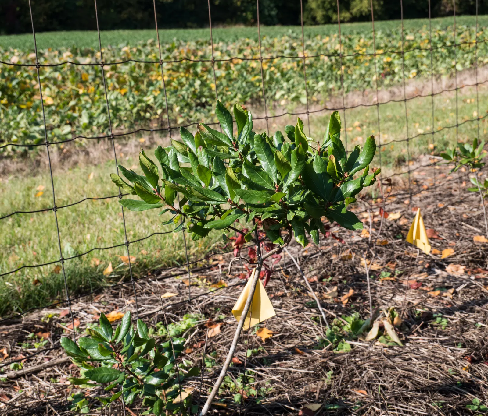 Bayberry (Myrica Pensylvanica) — shrub with green and yellow blooms; inconspicuous flowers give way to clusters of waxy berries that persist, image 95