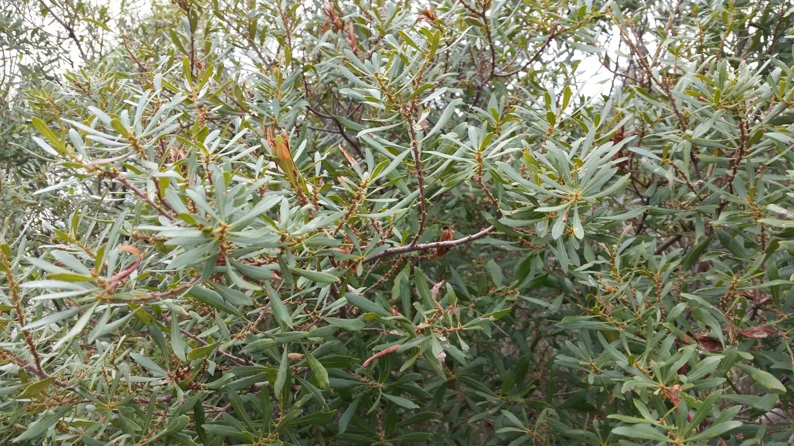 Bayberry (Myrica Pensylvanica) — Tolerant of sandy and poor soils, Bayberry is often used for naturalizing in coastal landscapes; regular watering, image 75