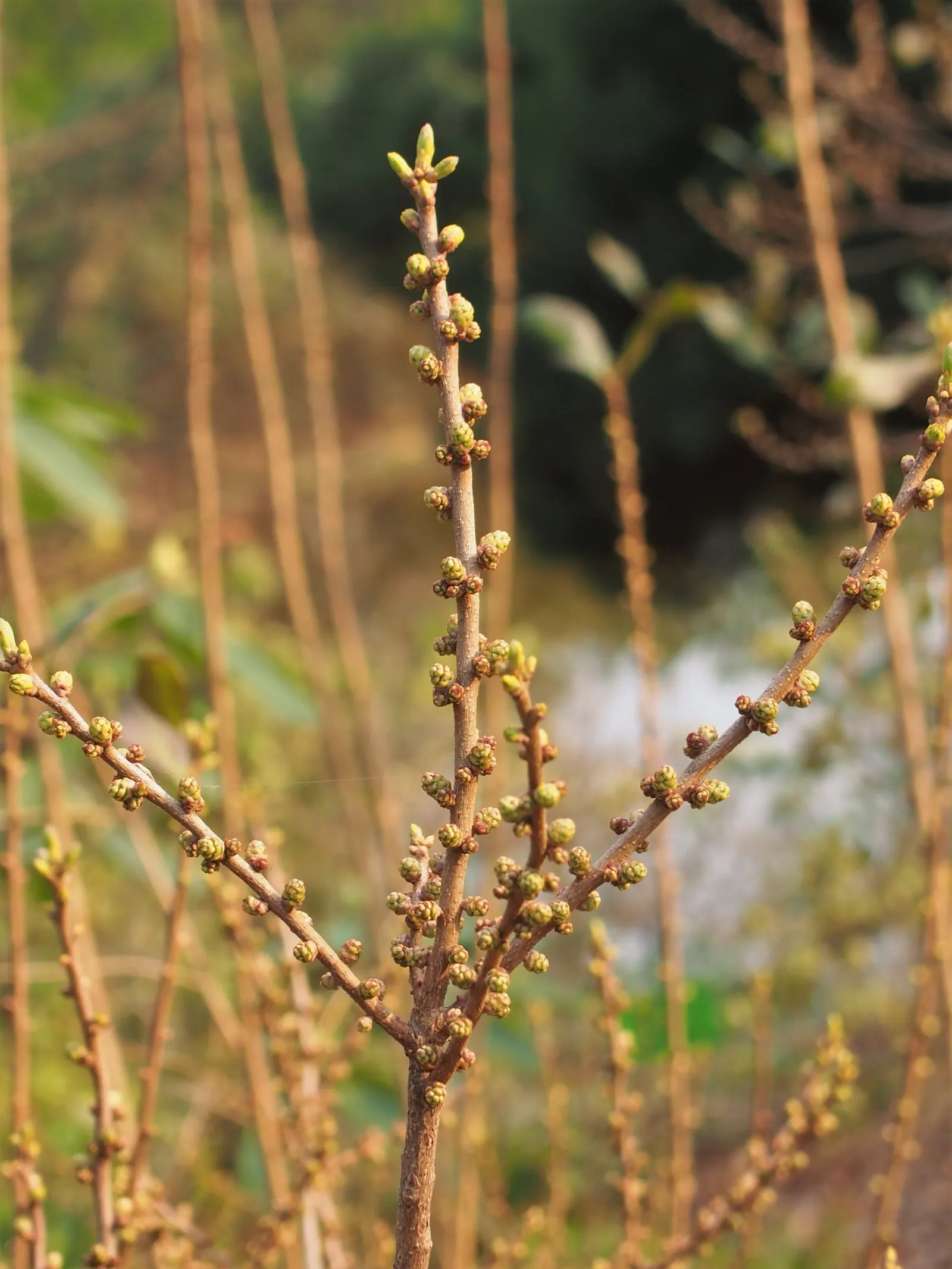 Bayberry (Myrica Pensylvanica) — inconspicuous flowers give way to clusters of waxy berries that persist through winter; shrub with green and, image 62