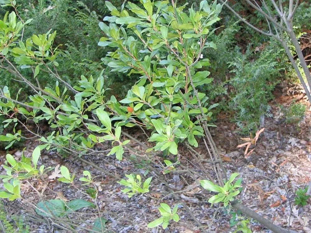 Bayberry (Myrica Pensylvanica) — The leaves are a lustrous dark green, which transition to a lovely yellow-green shade in the fall