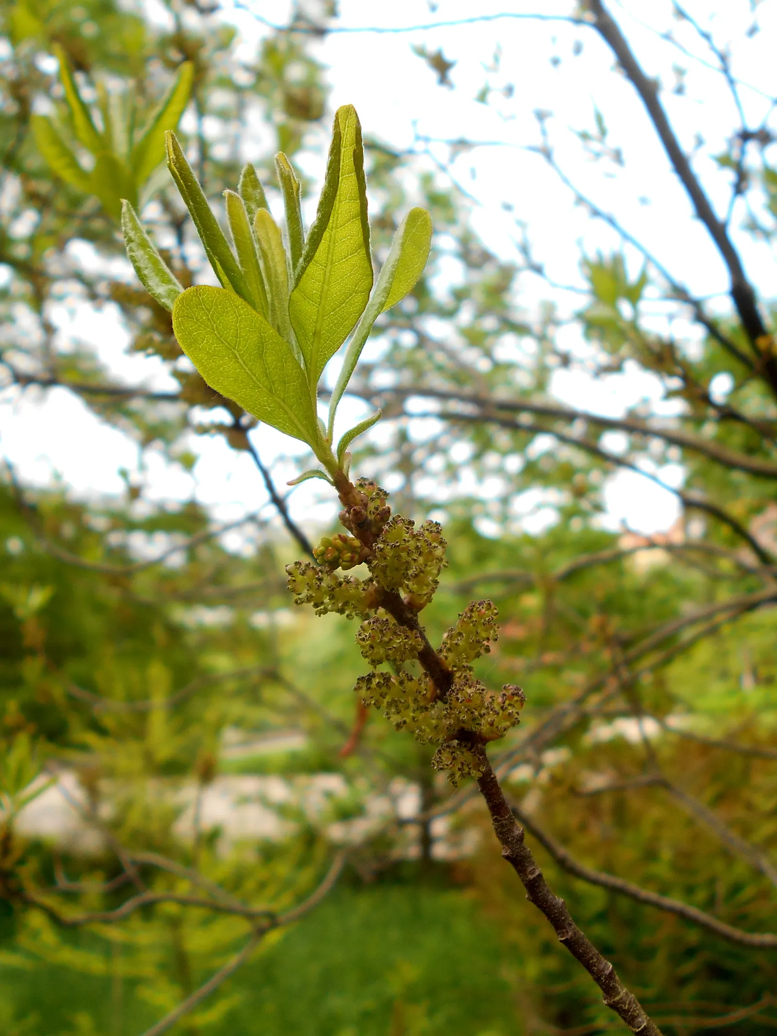 Bayberry (Myrica Pensylvanica) — sandy soils; it is also salt-tolerant; the leaves are a lustrous dark green, which transition to a lovely, image 81