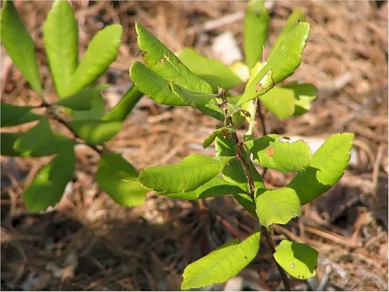 Bayberry (Myrica Pensylvanica) — plant Myrica pensylvanica in full sun to partial shade