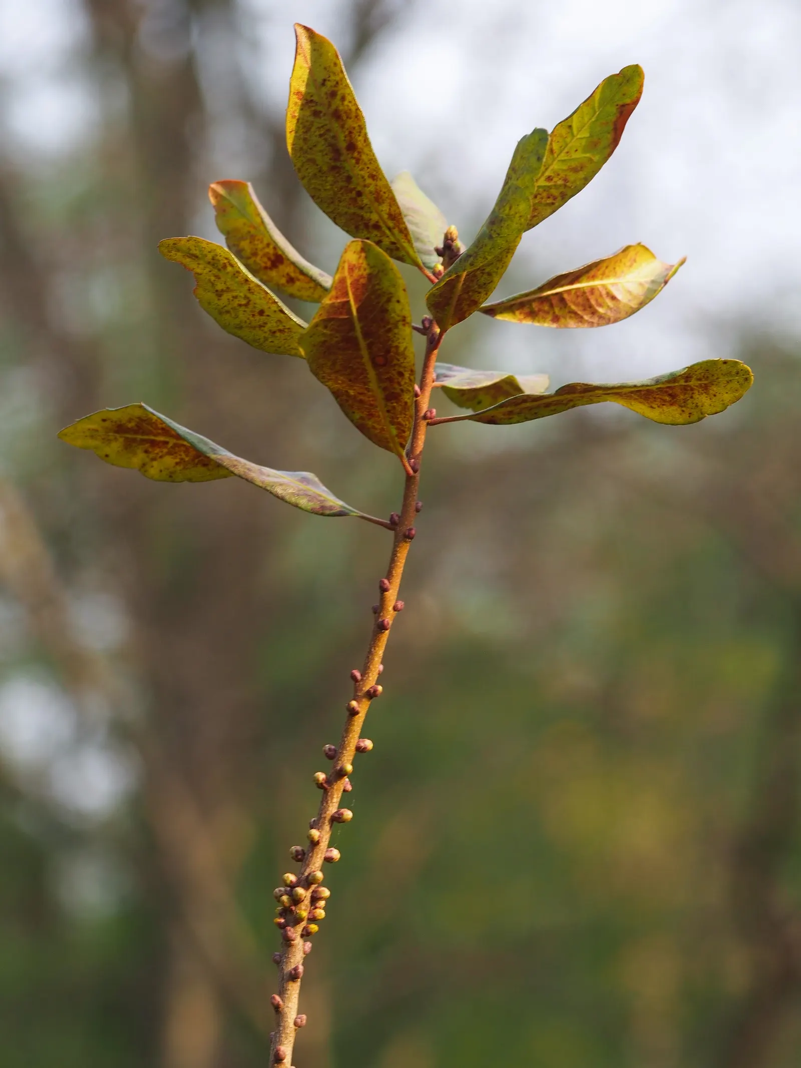 Bayberry (Myrica Pensylvanica) — Distinguished by its aromatic foliage and grayish-white berries