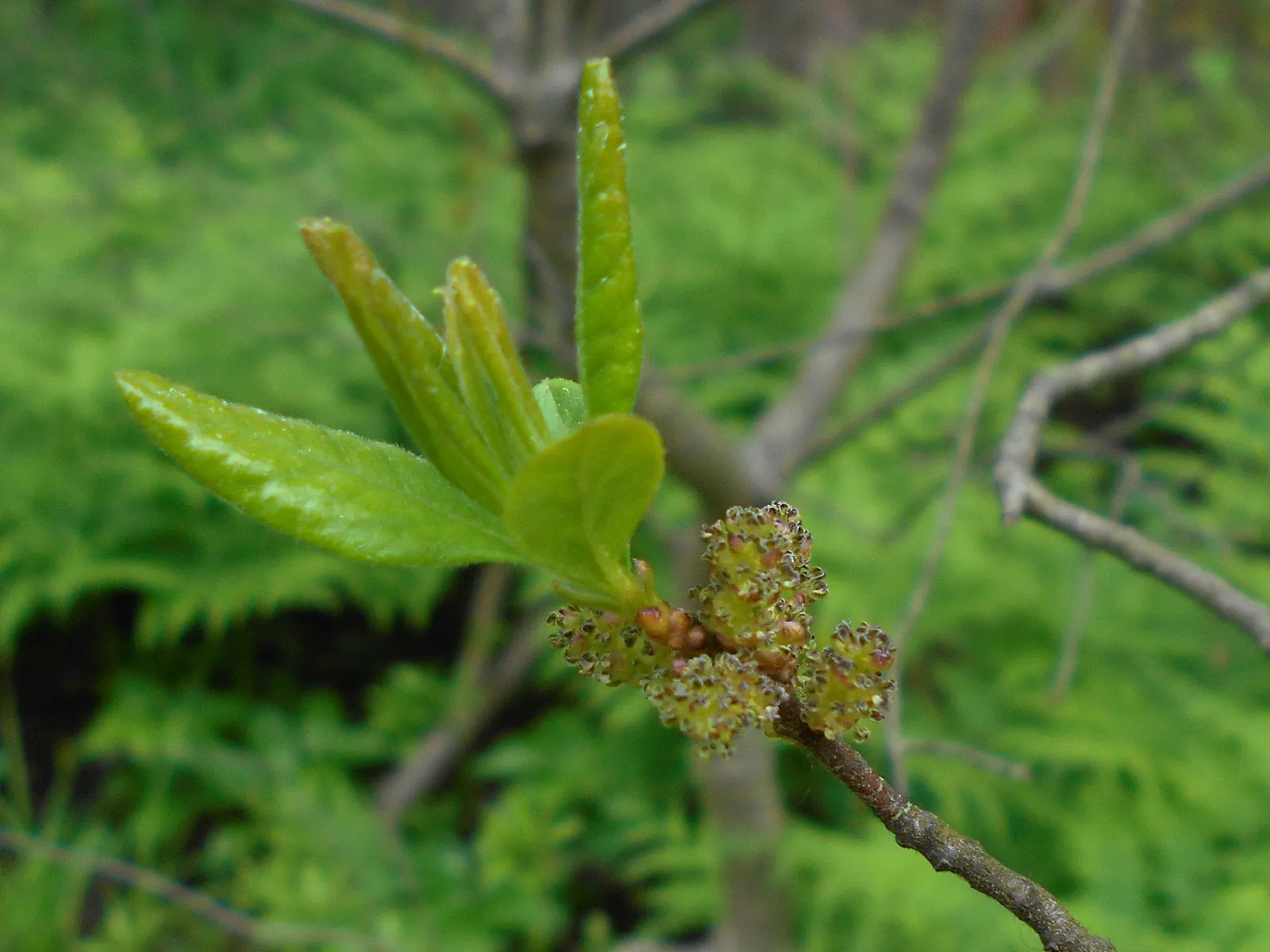 Bayberry (Myrica Pensylvanica) — it thrives in USDA plant hardiness zones 3 through 6; green and yellow flowers in the garden, image 55