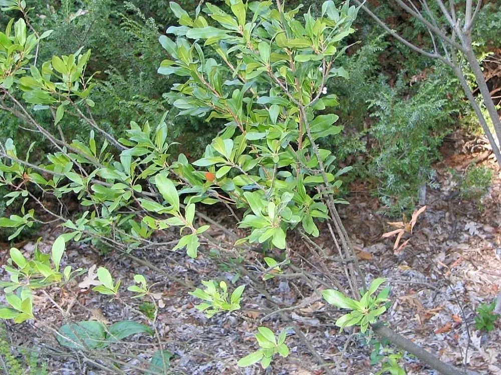 Bayberry (Myrica Pensylvanica) — In late spring to early summer; plant Myrica pensylvanica in full sun to partial shade