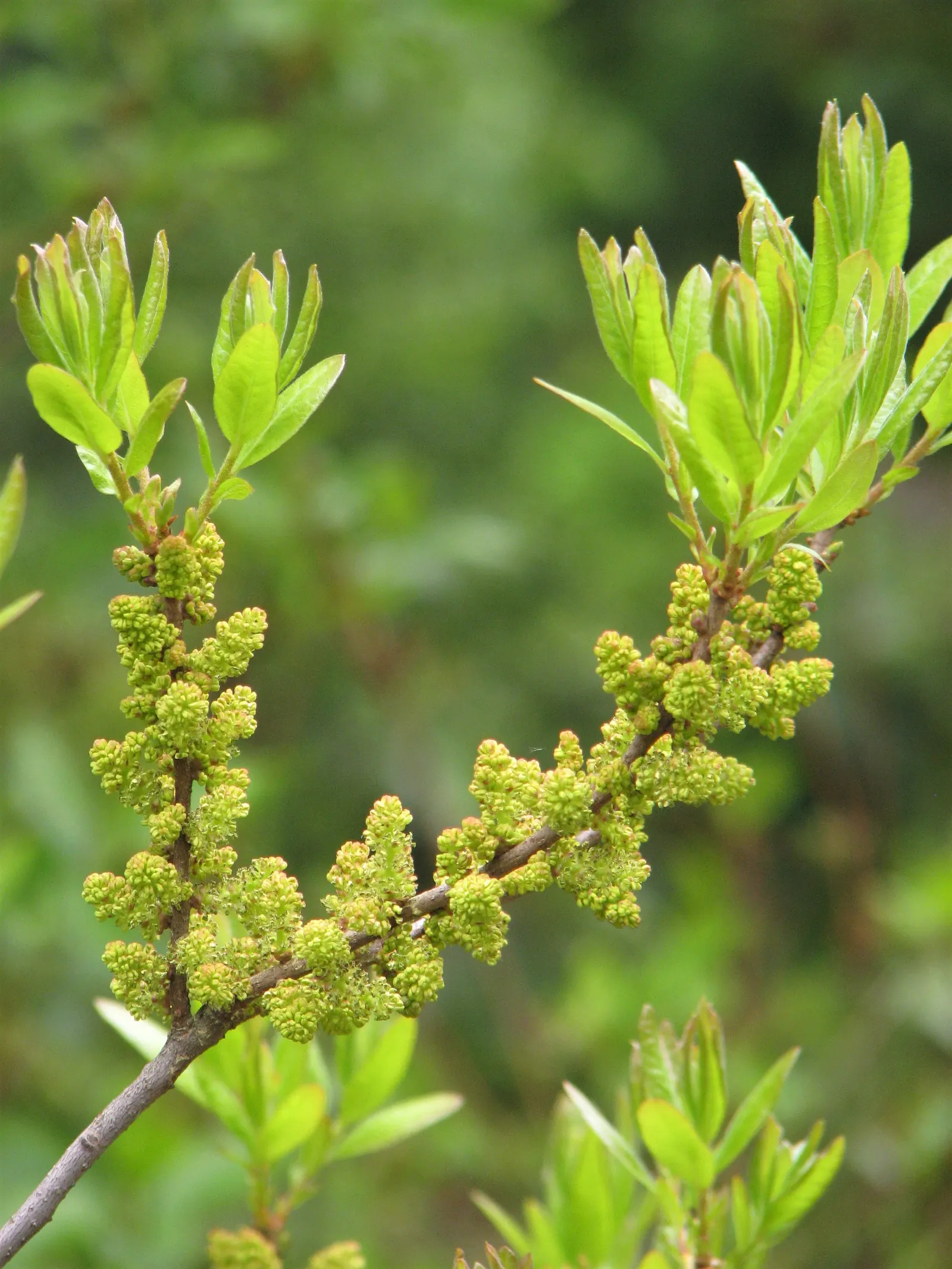 Bayberry (Myrica Pensylvanica) — While the Bayberry is drought-tolerant once established; along with its aromatic and environmental benefits, image 65