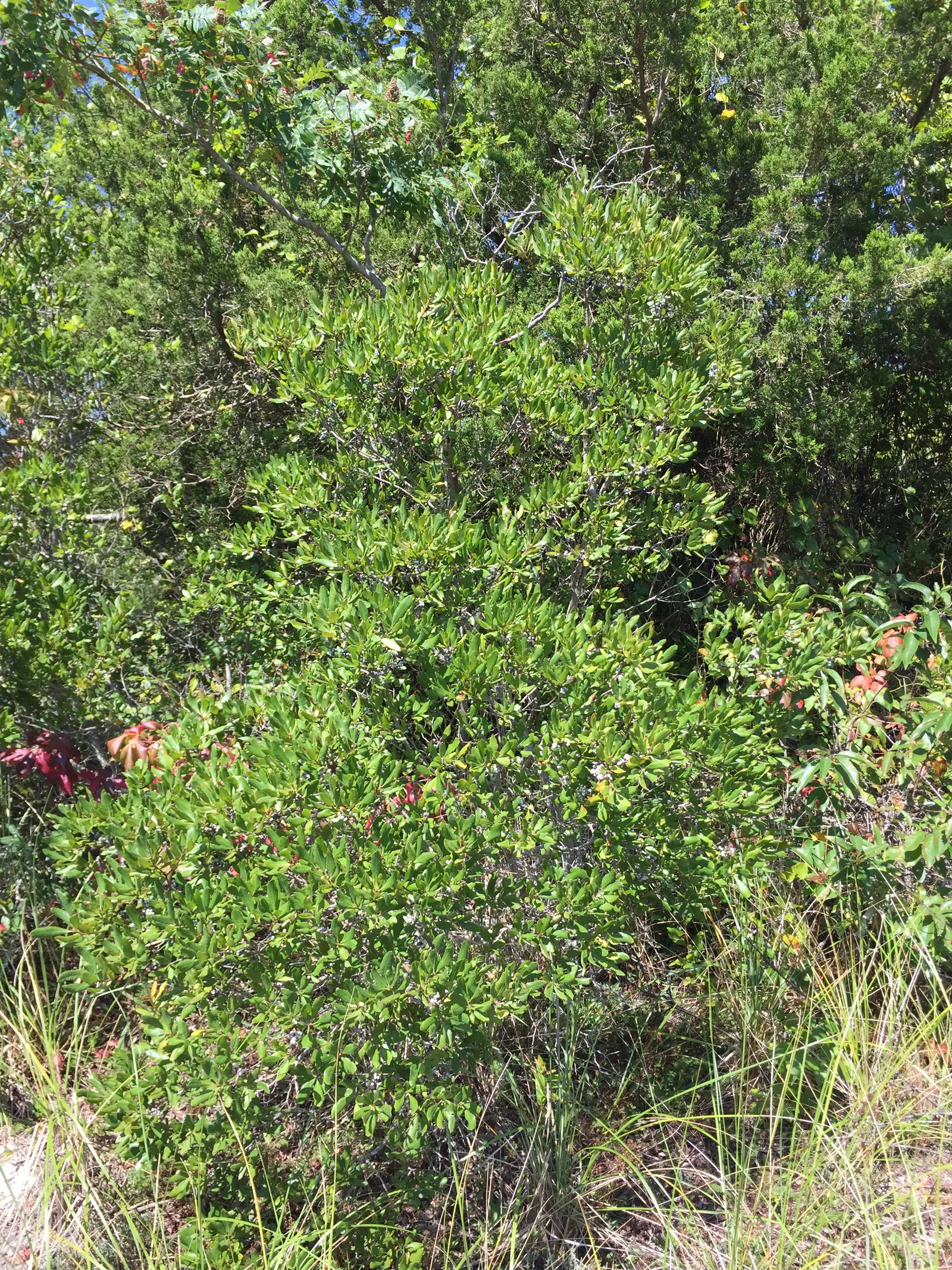 Bayberry (Myrica Pensylvanica) — Tolerant of sandy and poor soils, Bayberry is often used for naturalizing in coastal landscapes