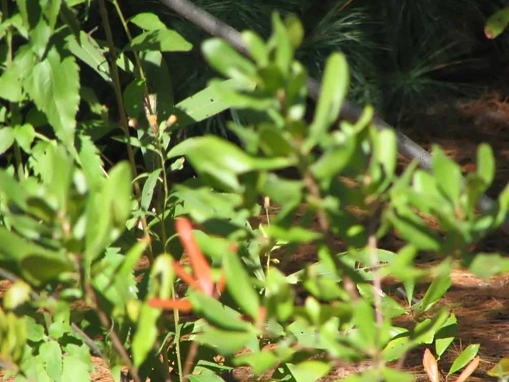 Bayberry (Myrica Pensylvanica) — this deciduous shrub presents a dense; the Bayberry's resilience, image 82