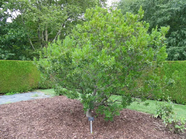 Bayberry (Myrica Pensylvanica) — sandy soils; it is also salt-tolerant