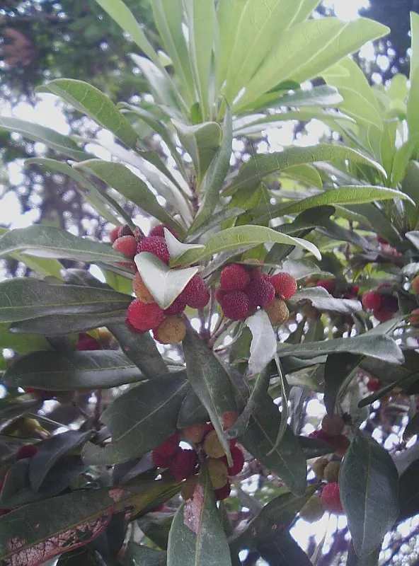 Bayberry (Myrica Pensylvanica) — this deciduous shrub presents a dense; the Bayberry's resilience, image 106