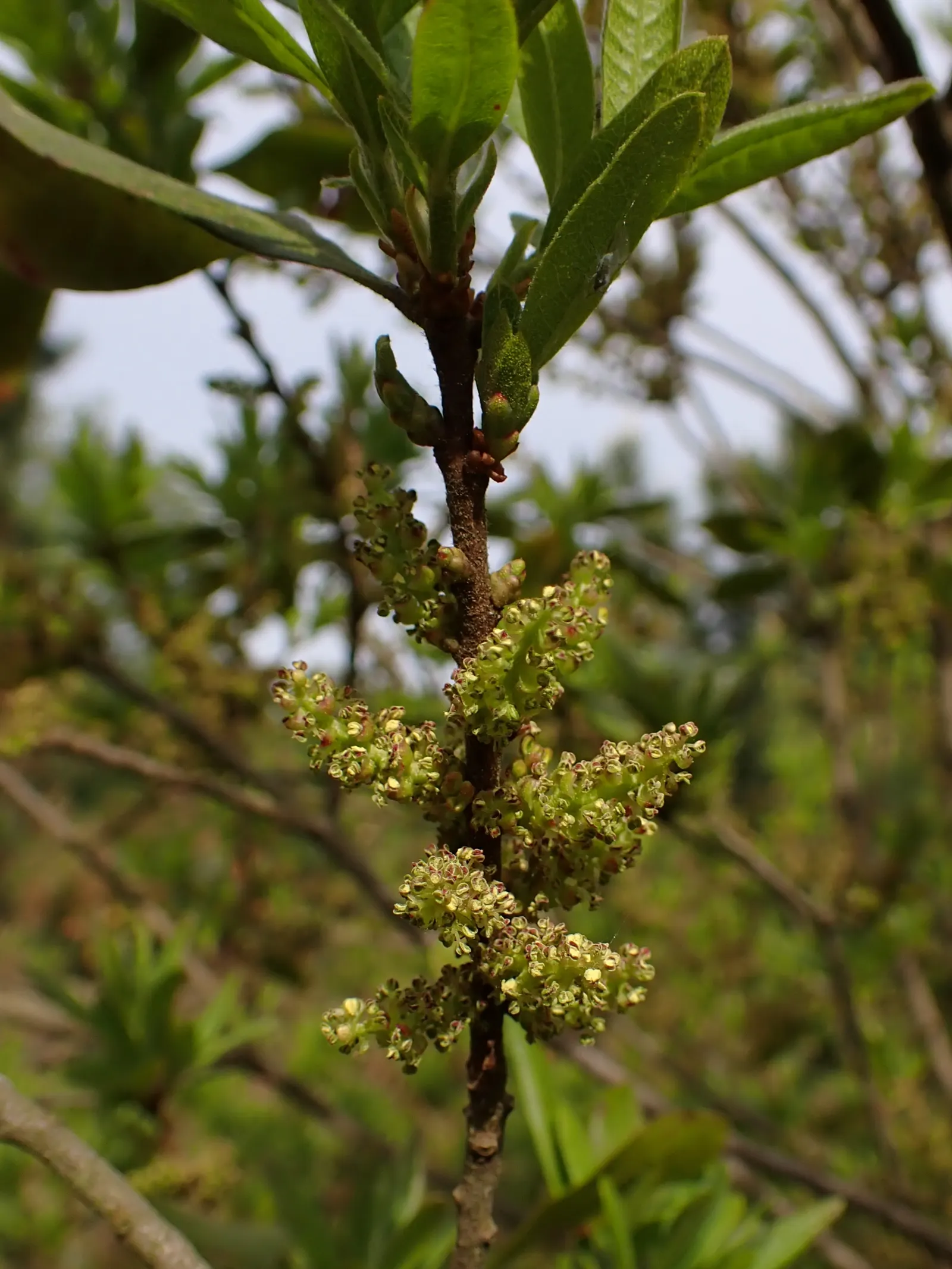 Bayberry (Myrica Pensylvanica) — plant Myrica pensylvanica in full sun to partial shade; in late spring to early summer, image 112