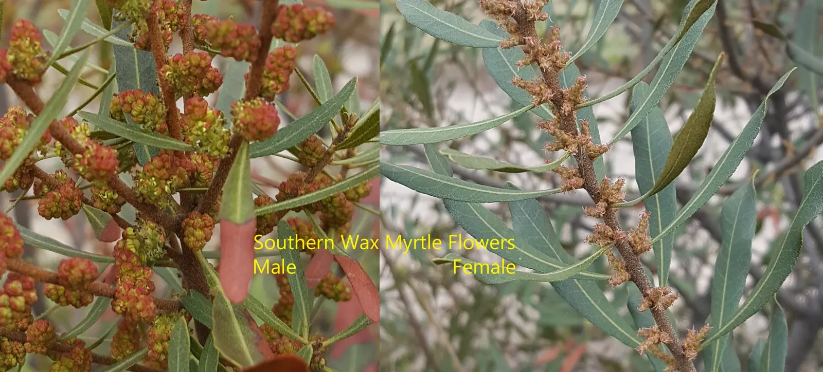 Bayberry (Myrica Pensylvanica) — The berries are a favorite among wildlife and can be used to make bayberry candles; is a hardy native shrub known for its