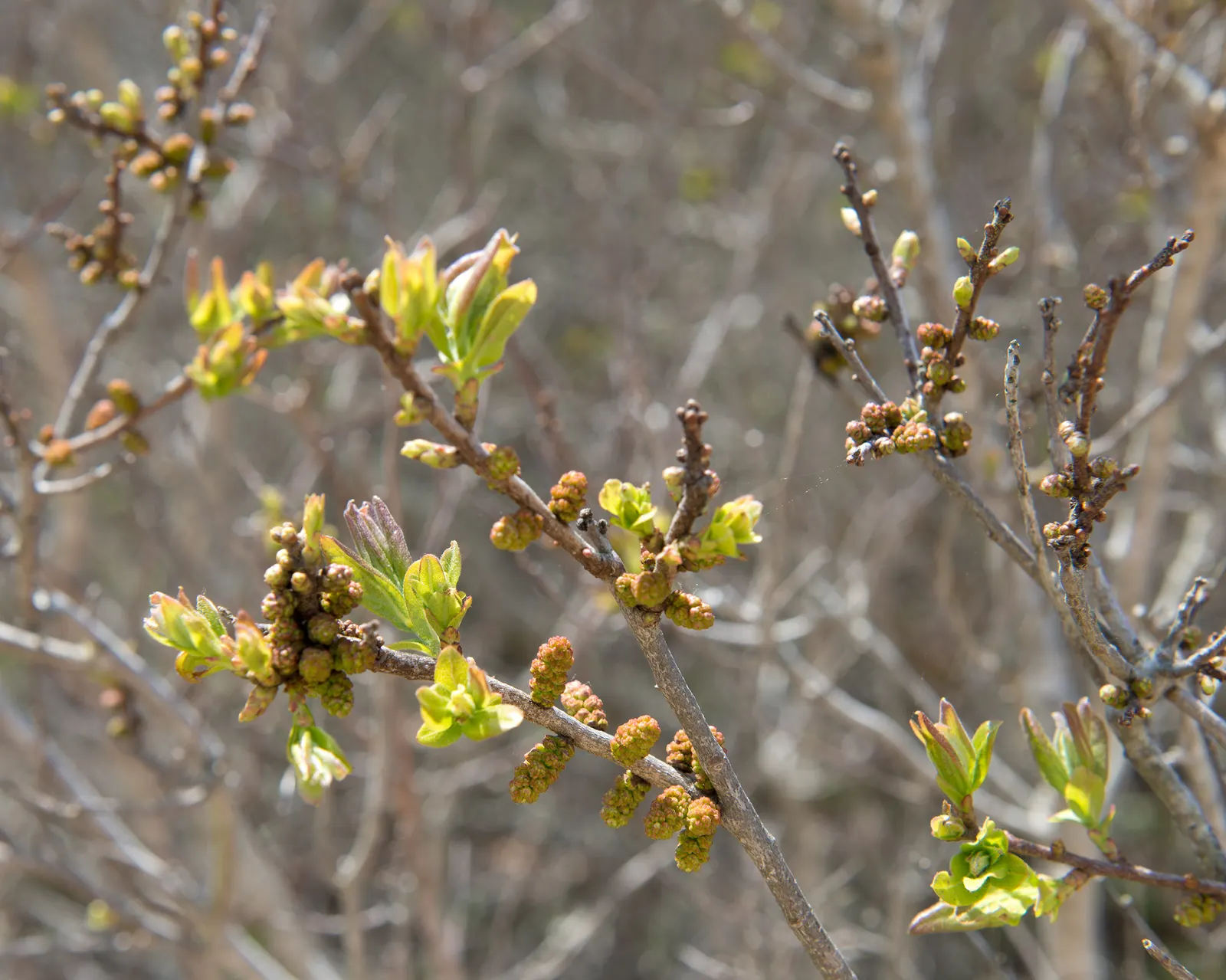 Bayberry (Myrica Pensylvanica) — green and yellow flowers in the garden; it thrives in USDA plant hardiness zones 3 through 6