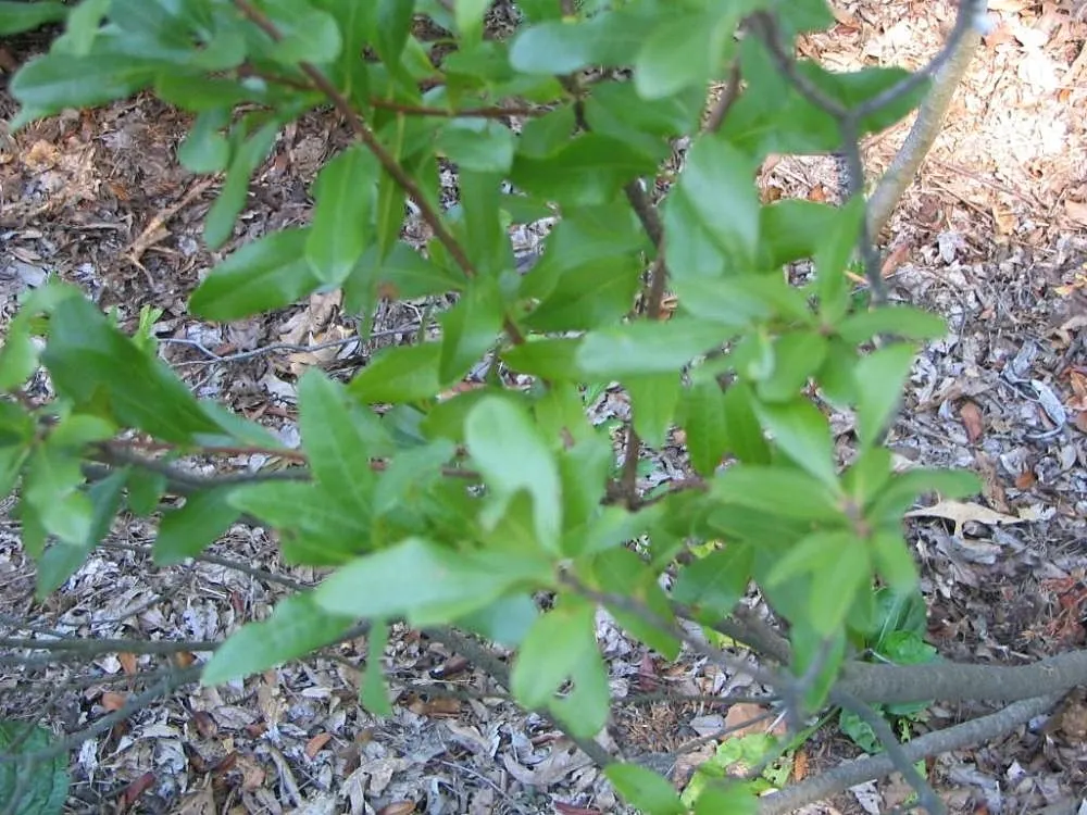 Bayberry (Myrica Pensylvanica) — providing visual interest and a food source for local bird species.<br><br>For optimal growth; distinguished by, image 87