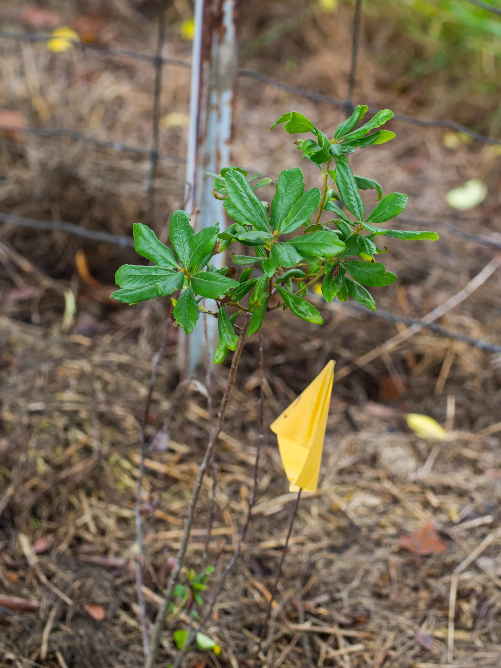 Bayberry (Myrica Pensylvanica) — is a hardy native shrub known for its aromatic foliage and waxy blue-gray berries; the berries are a favorite, image 73