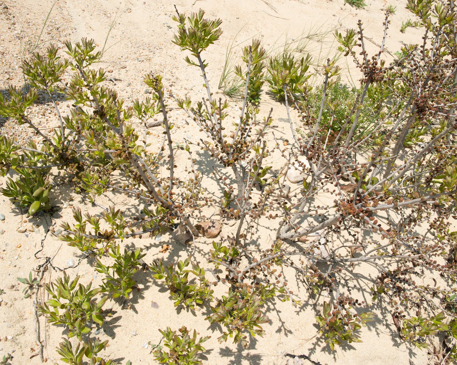 Bayberry (Myrica Pensylvanica) — inconspicuous flowers give way to clusters of waxy berries that persist through winter; shrub with green and, image 110