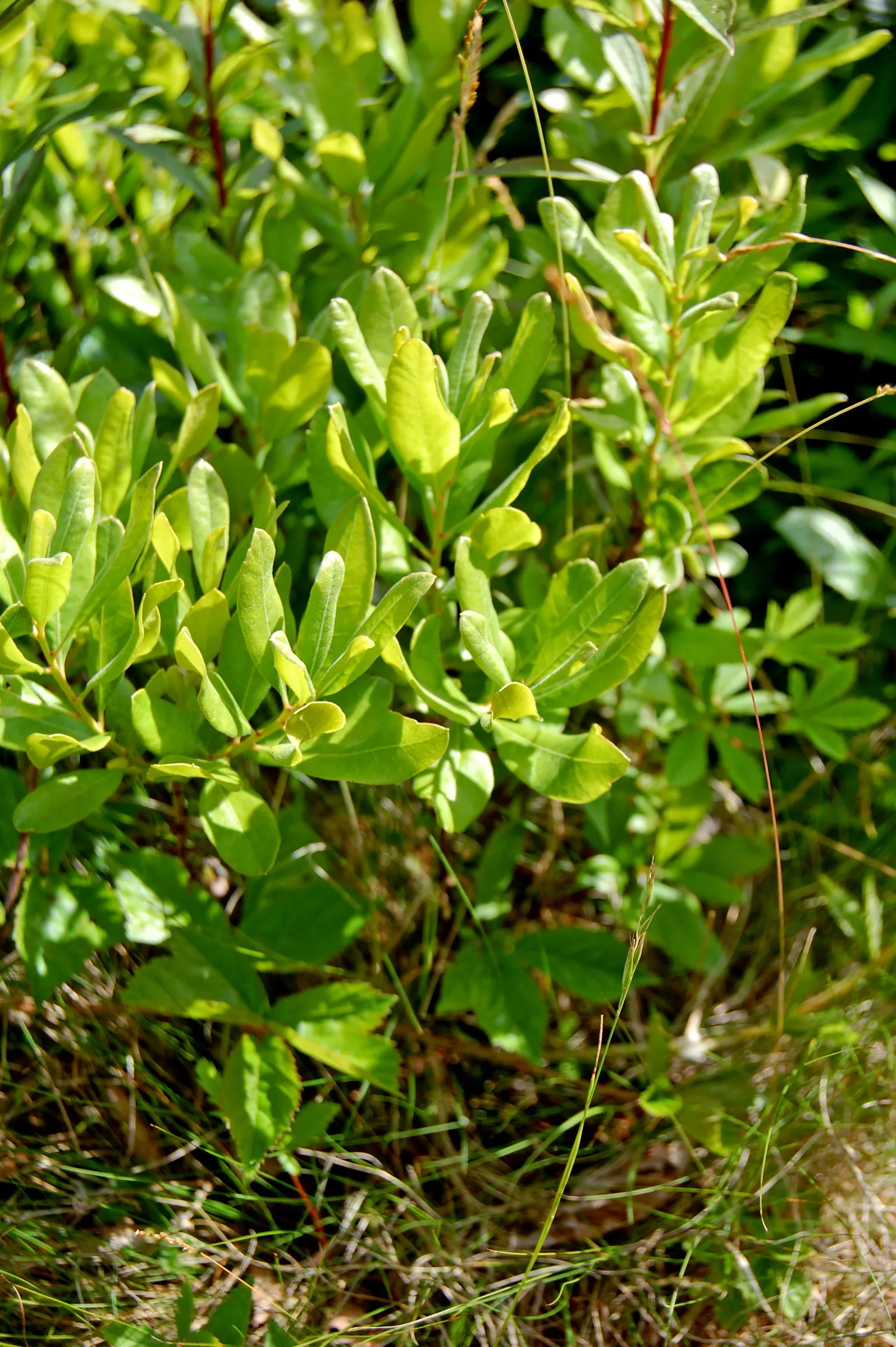 Bayberry (Myrica Pensylvanica) — It reaches about 6-10 feet in height and spread, thriving in full sun to partial shade