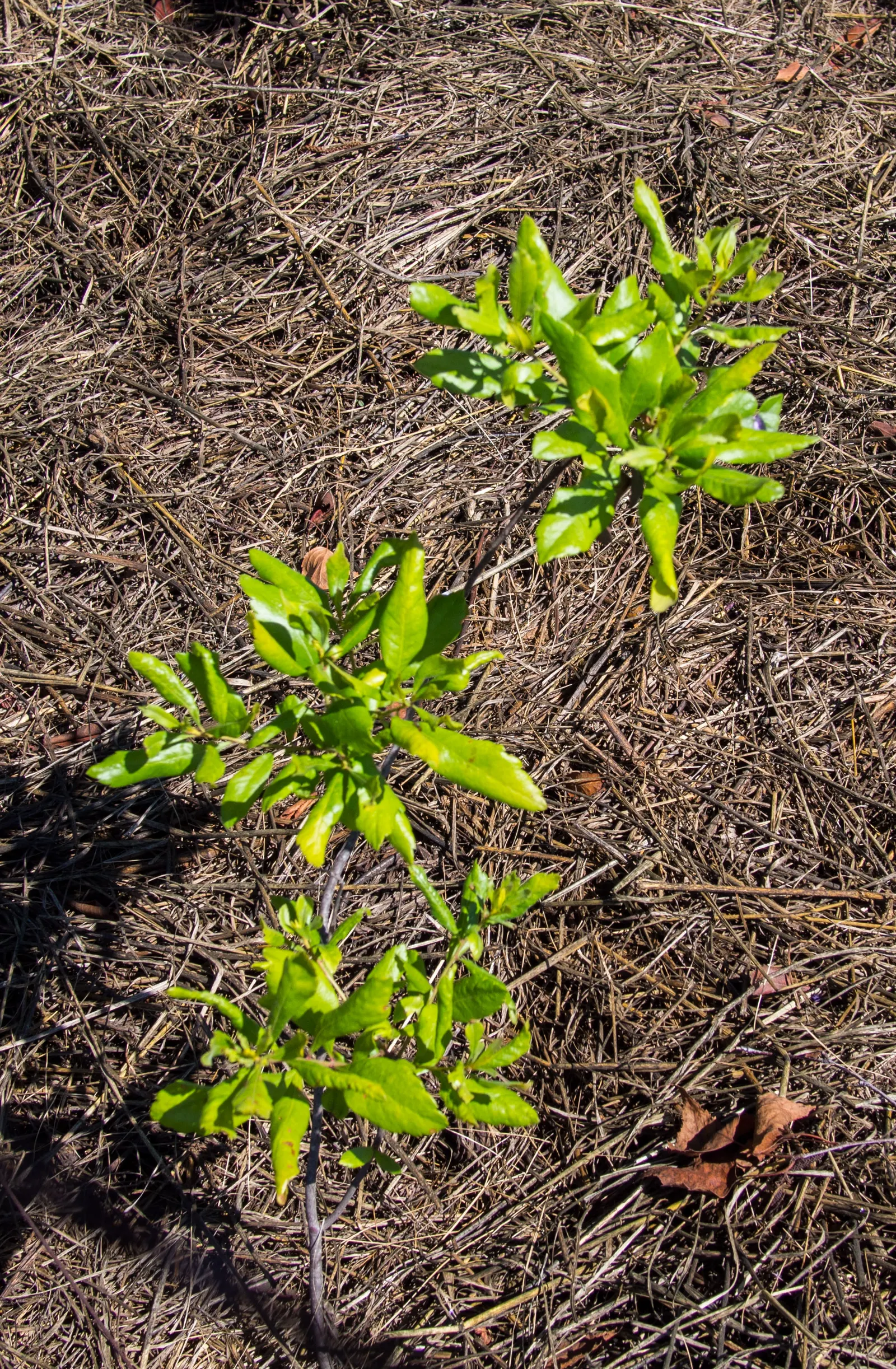 Bayberry (Myrica Pensylvanica) — it thrives in USDA plant hardiness zones 3 through 6; green and yellow flowers in the garden, image 103
