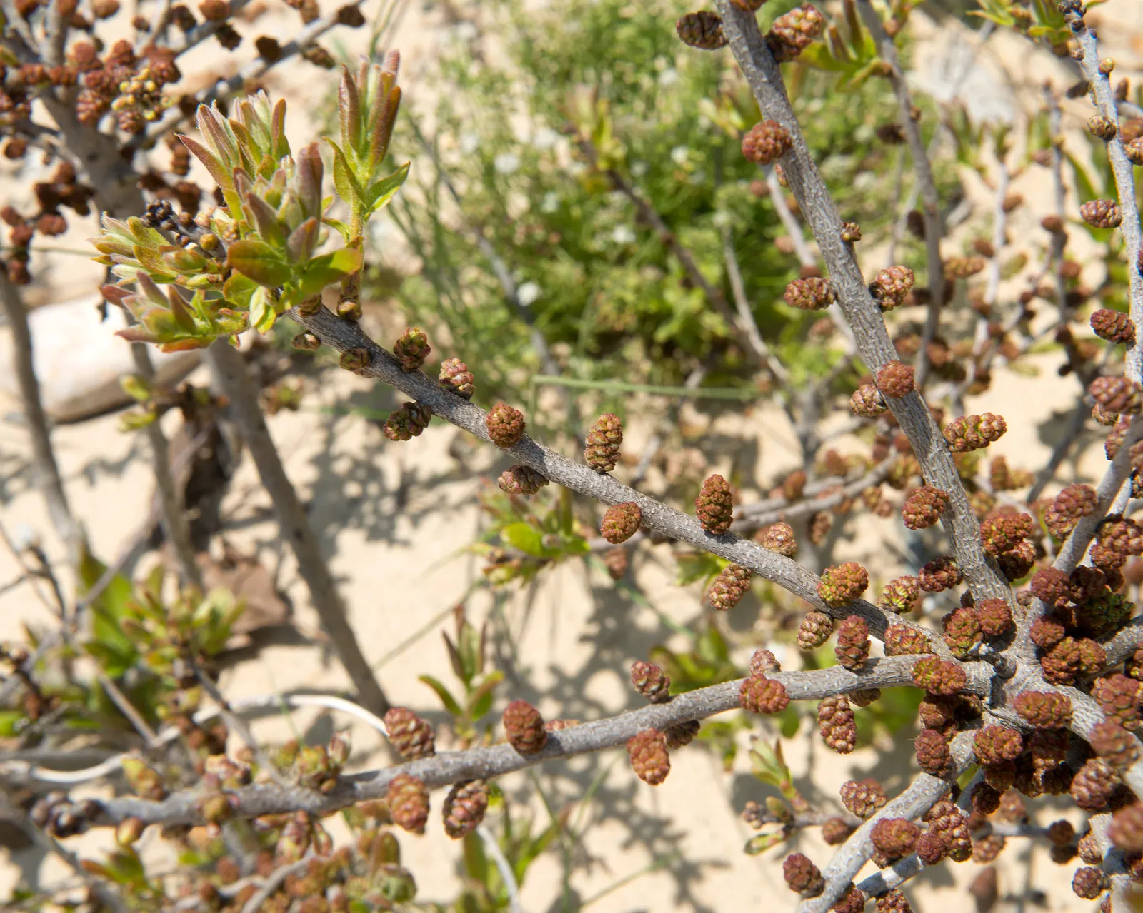 Bayberry (Myrica Pensylvanica) — The berries are a favorite among wildlife and can be used to make bayberry candles; is a hardy native shrub known, image 76