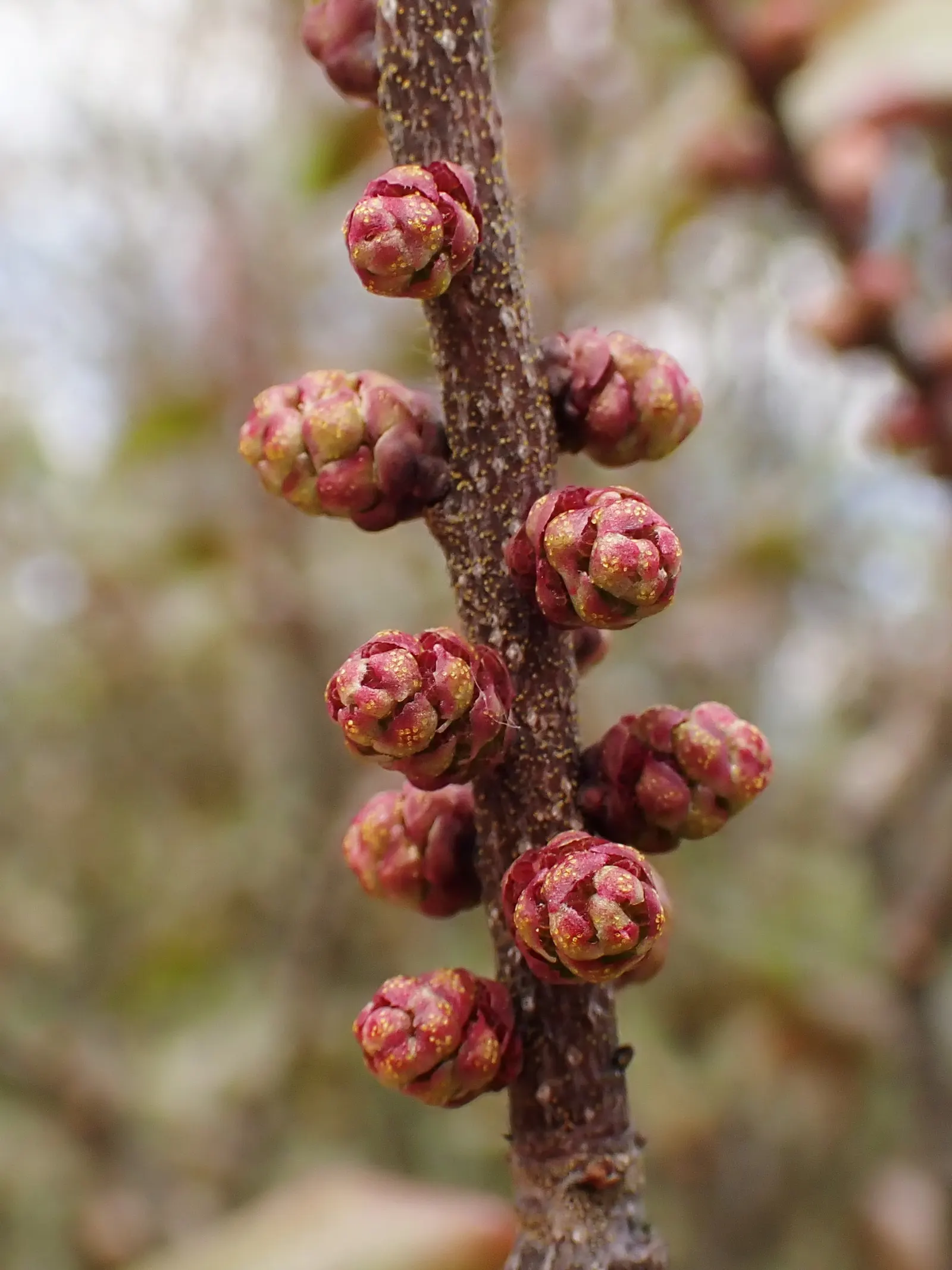 Bayberry (Myrica Pensylvanica) — providing visual interest and a food source for local bird species.<br><br>For optimal growth; distinguished by its aromatic
