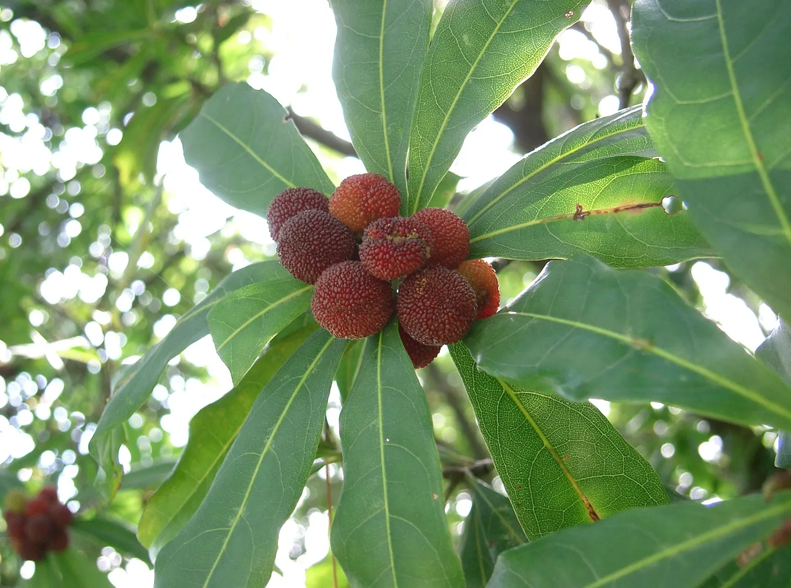 Bayberry (Myrica Pensylvanica) — The berries are a favorite among wildlife and can be used to make bayberry candles; is a hardy native shrub known, image 52