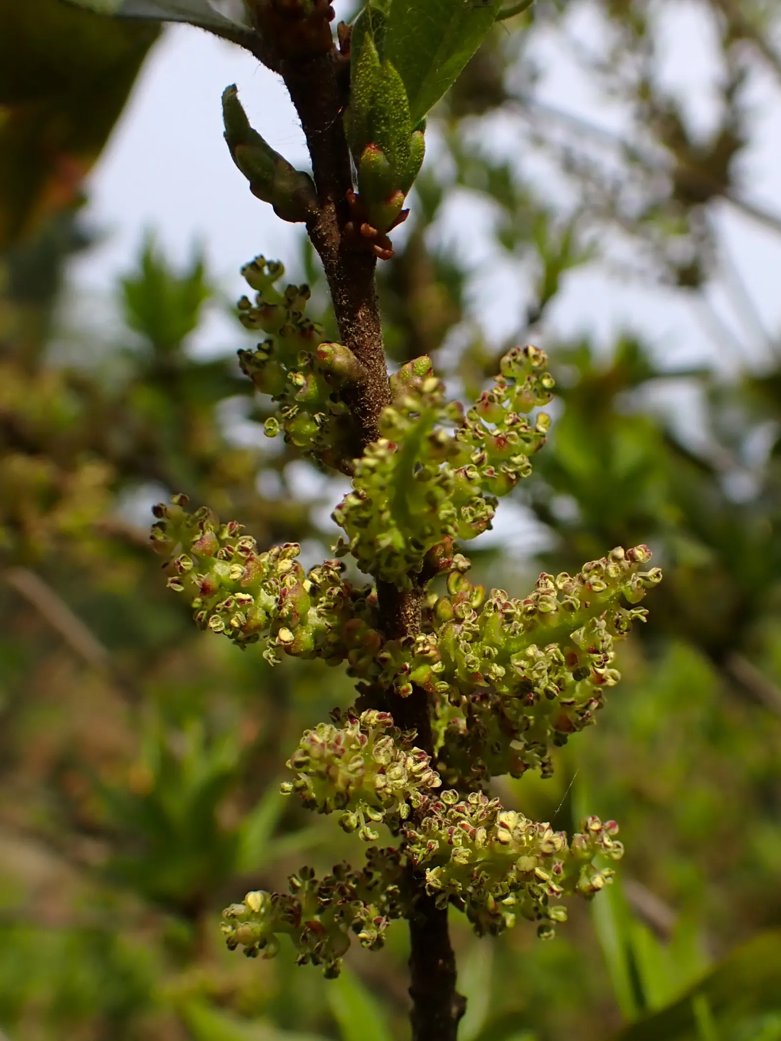 Bayberry (Myrica Pensylvanica) — shrub with green and yellow blooms