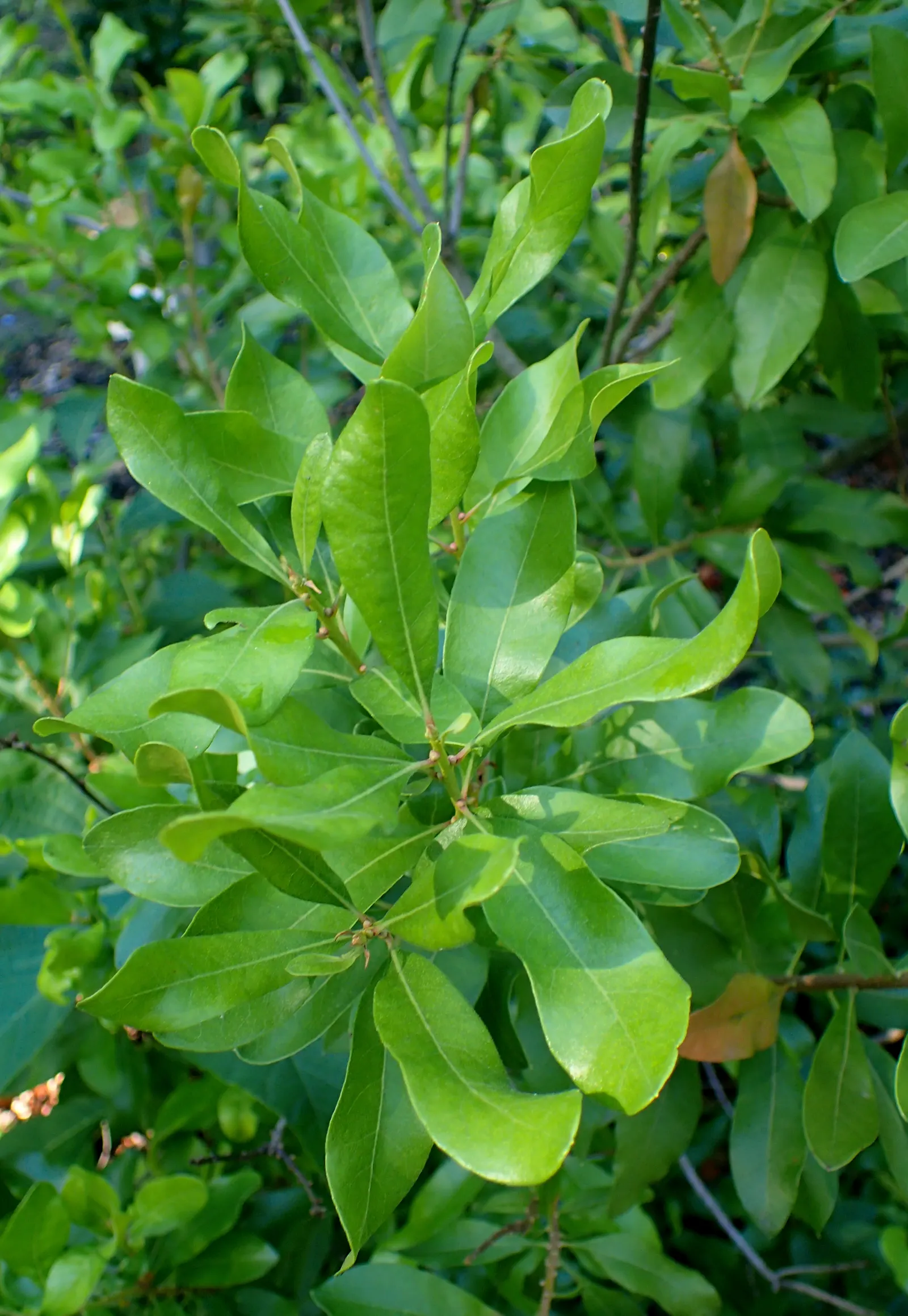 Bayberry (Myrica Pensylvanica) — along with its aromatic and environmental benefits; while the Bayberry is drought-tolerant once established, image 68