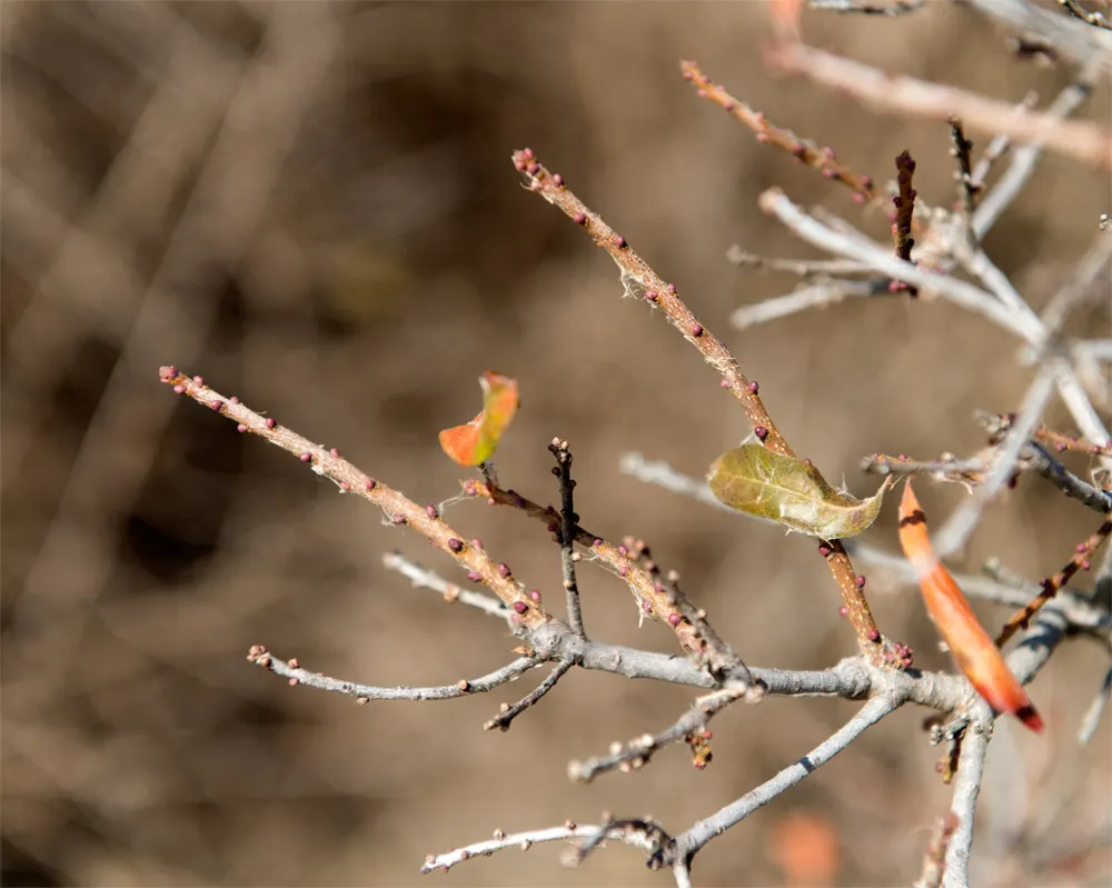 Bayberry (Myrica Pensylvanica) — along with its aromatic and environmental benefits