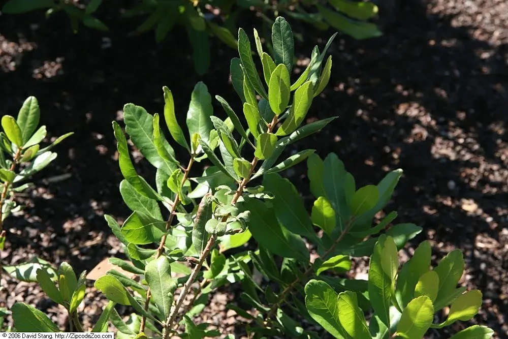 Bayberry (Myrica Pensylvanica) — The leaves are a lustrous dark green, which transition to a lovely yellow-green shade in the fall; sandy soils; it is also
