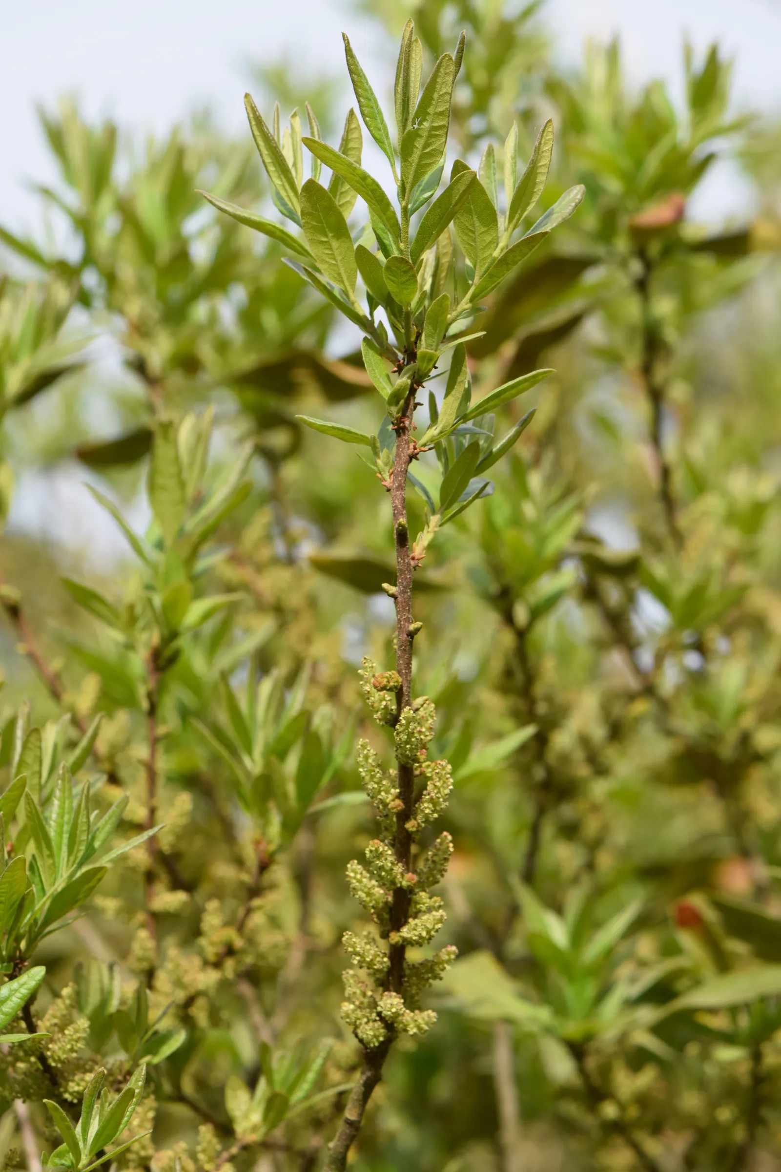Bayberry (Myrica Pensylvanica) — Bayberry can adapt to a range of soil types but prefers well-drained