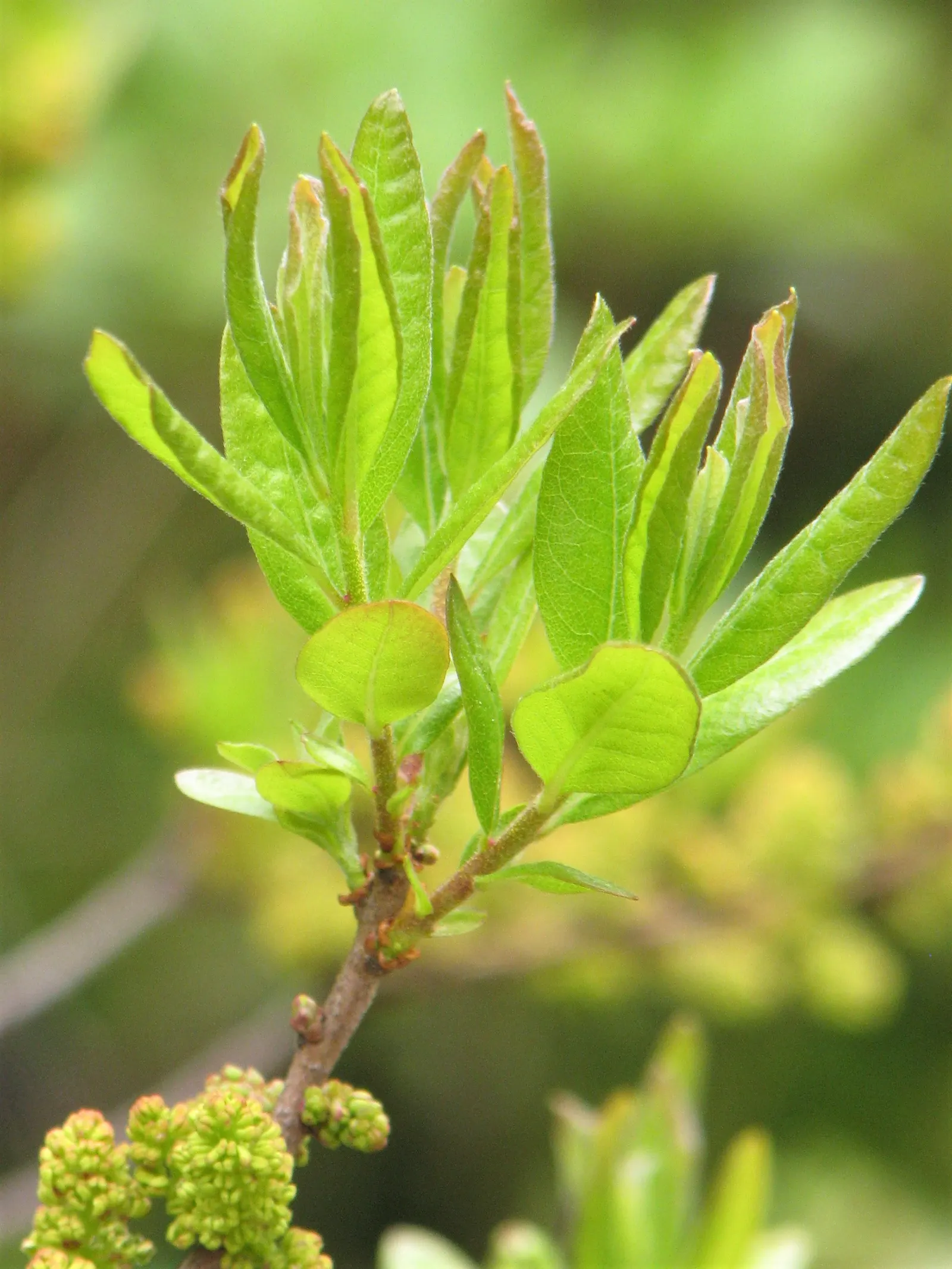 Bayberry (Myrica Pensylvanica) — sandy soils; it is also salt-tolerant; the leaves are a lustrous dark green, which transition to a lovely yellow-green shade