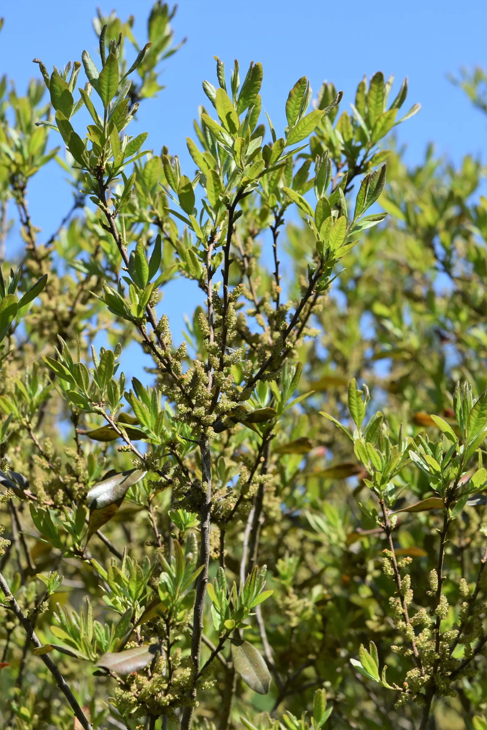 Bayberry (Myrica Pensylvanica) — regular watering during its initial growing season will ensure a strong and healthy root system
