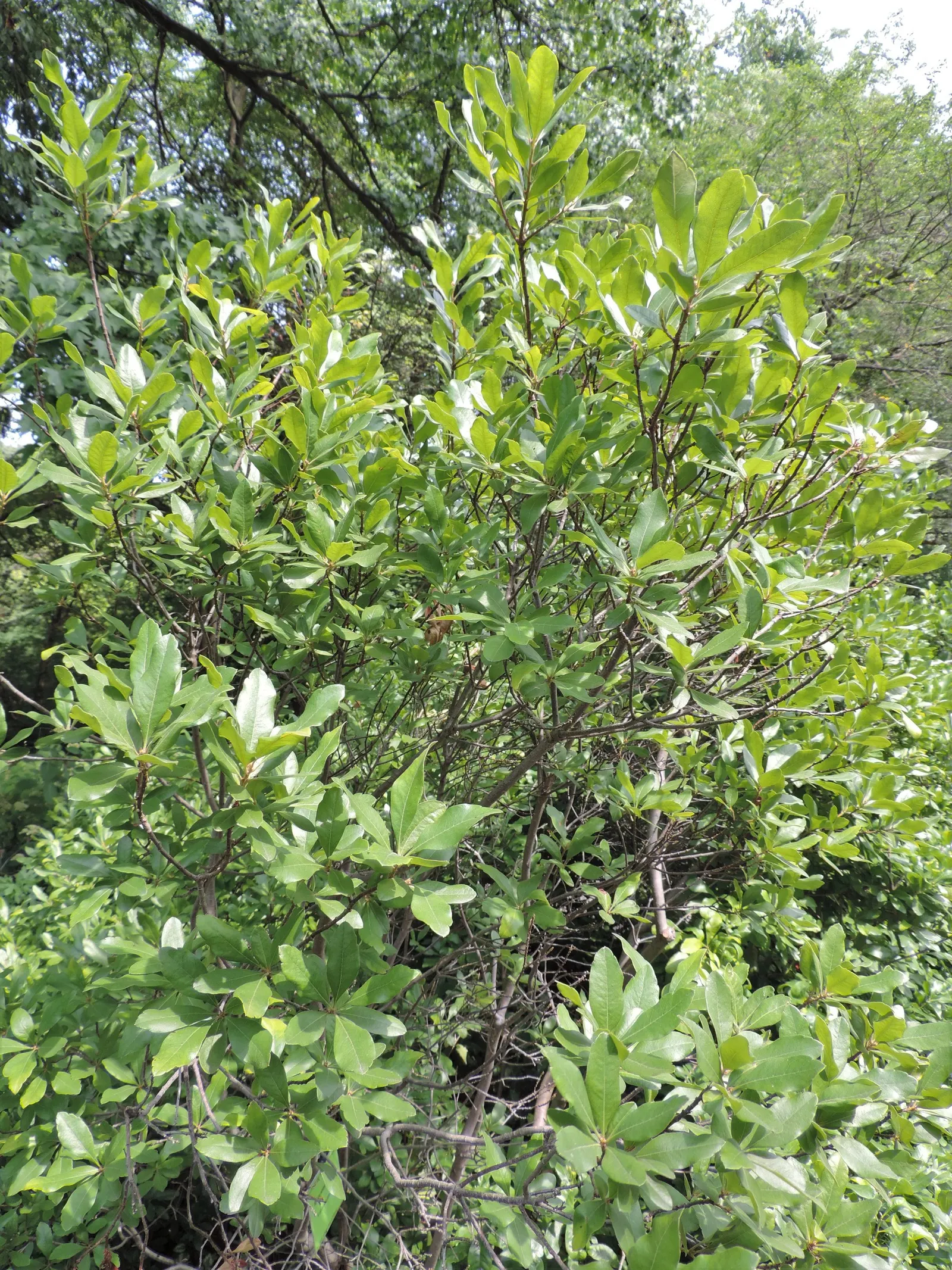 Bayberry (Myrica Pensylvanica) — In late spring to early summer; plant Myrica pensylvanica in full sun to partial shade, image 85