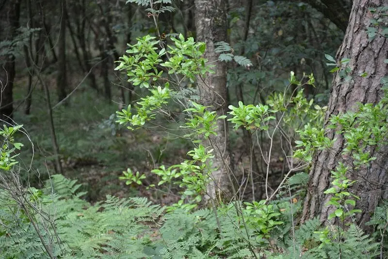 Bayberry (Myrica Pensylvanica) — this deciduous shrub presents a dense
