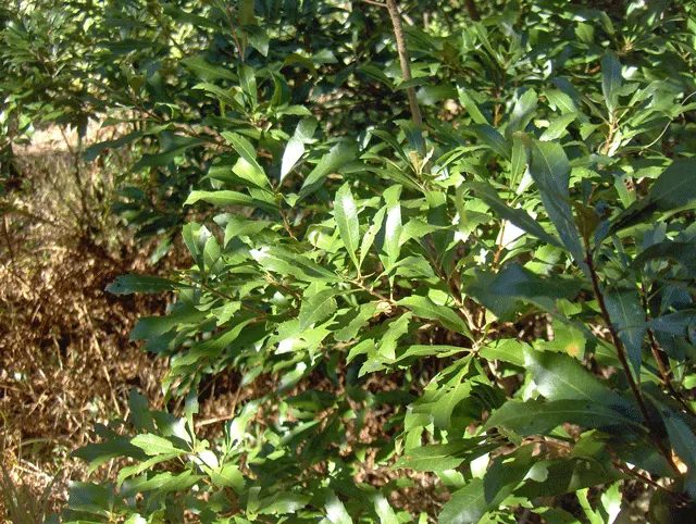 Bayberry (Myrica Pensylvanica) — is a hardy native shrub known for its aromatic foliage and waxy blue-gray berries; the berries are a favorite, image 49