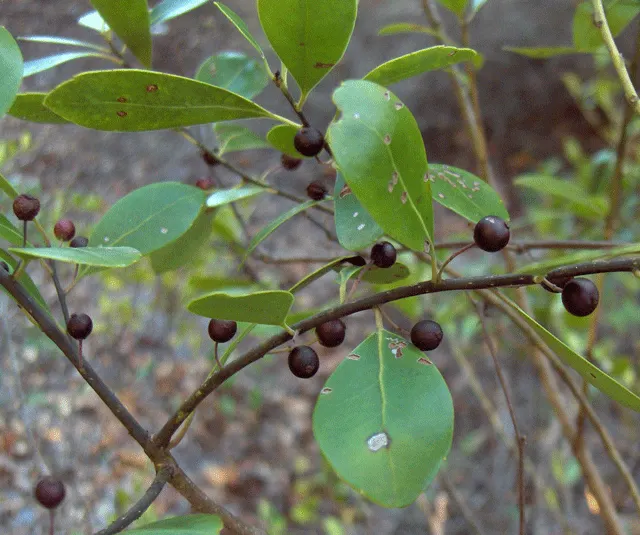 Bayberry (Myrica Pensylvanica) — Bayberry can adapt to a range of soil types but prefers well-drained; scientifically named Myrica pensylvanica, image 56