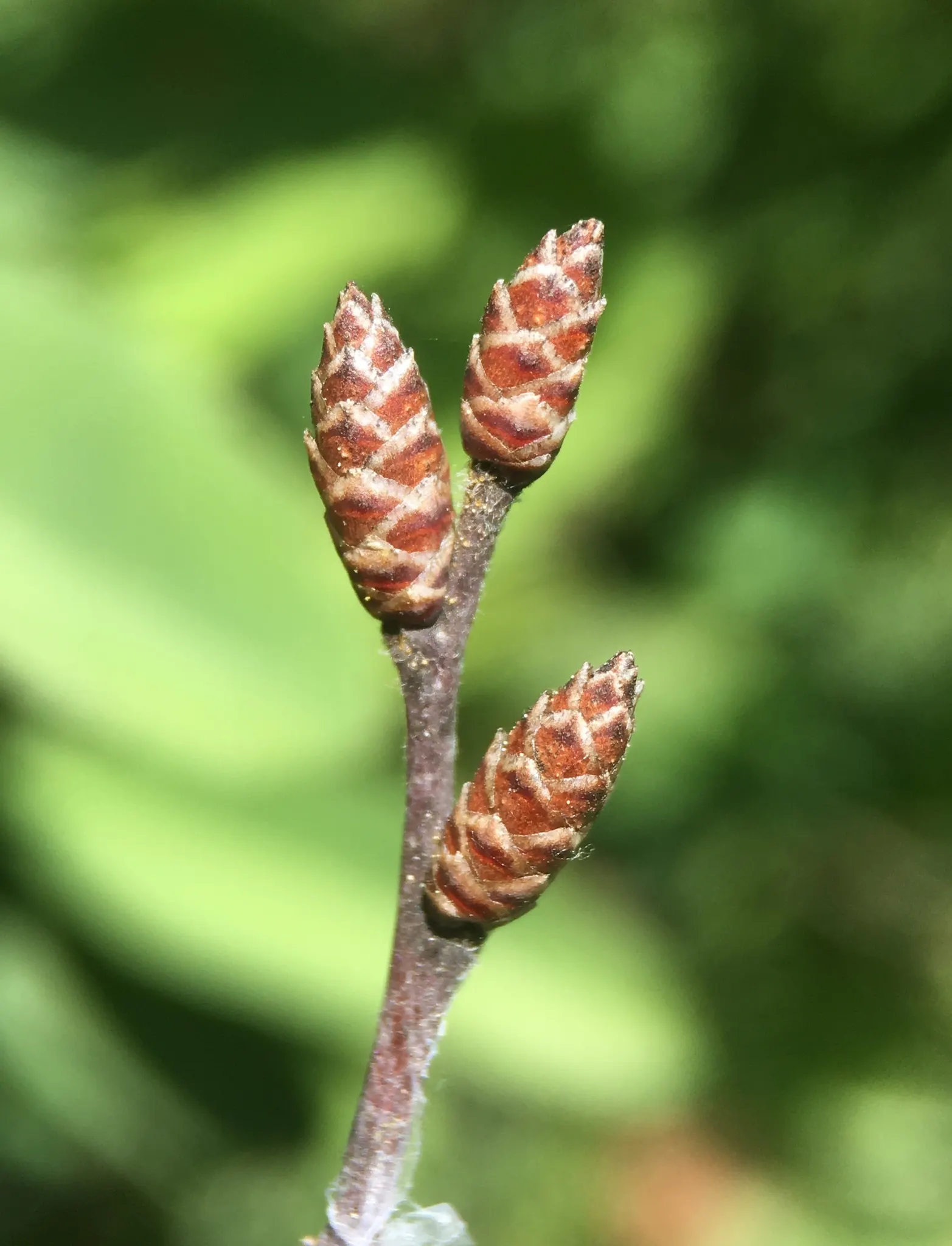 Bayberry (Myrica Pensylvanica) — shrub for full or half