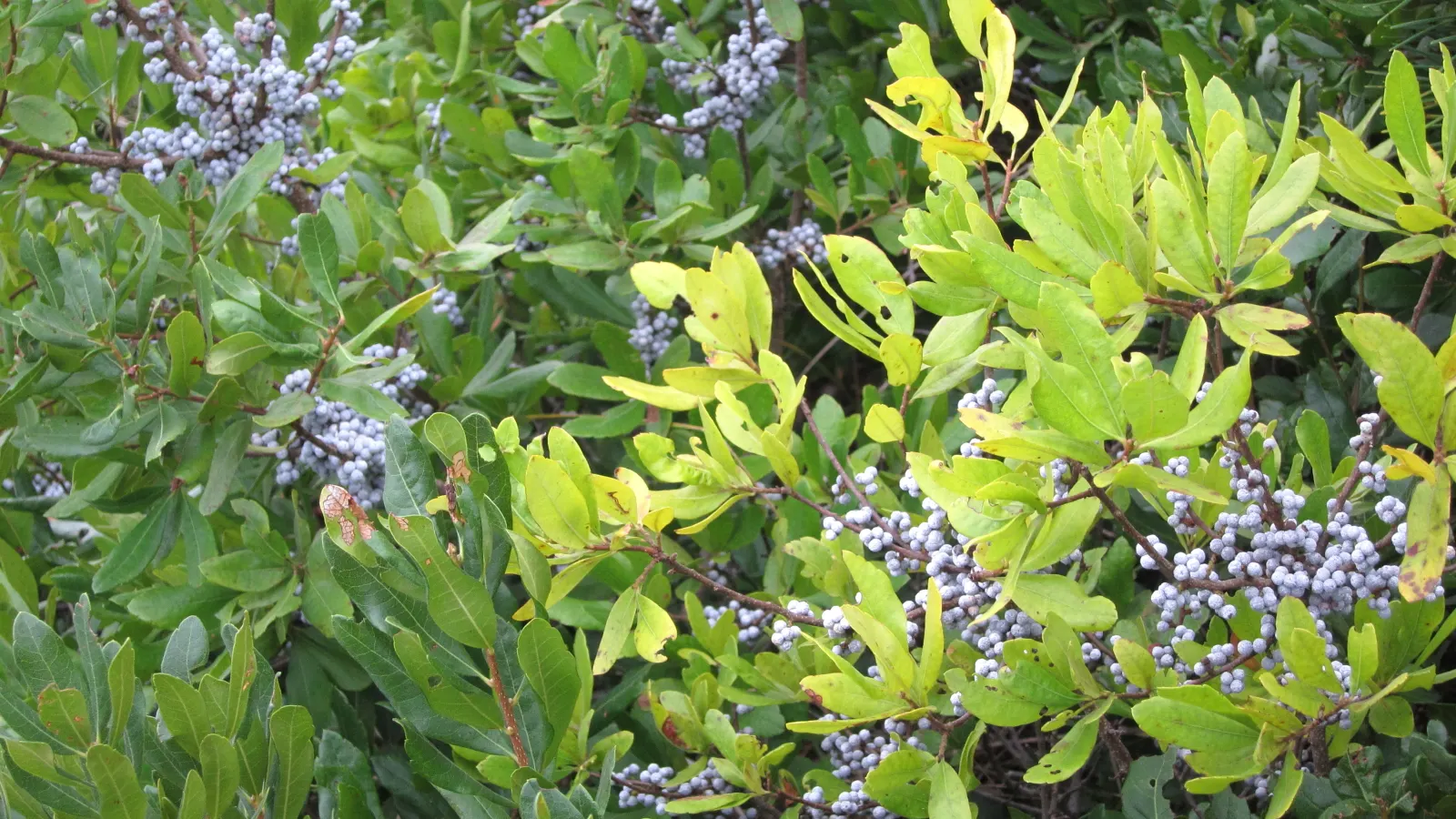 Bayberry (Myrica Pensylvanica) — Tolerant of sandy and poor soils, Bayberry is often used for naturalizing in coastal landscapes; regular watering, image 99