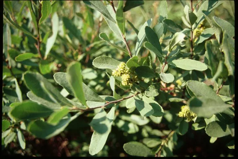 Bayberry (Myrica Pensylvanica) — regular watering during its initial growing season will ensure a strong and healthy root system; tolerant of sandy and poor