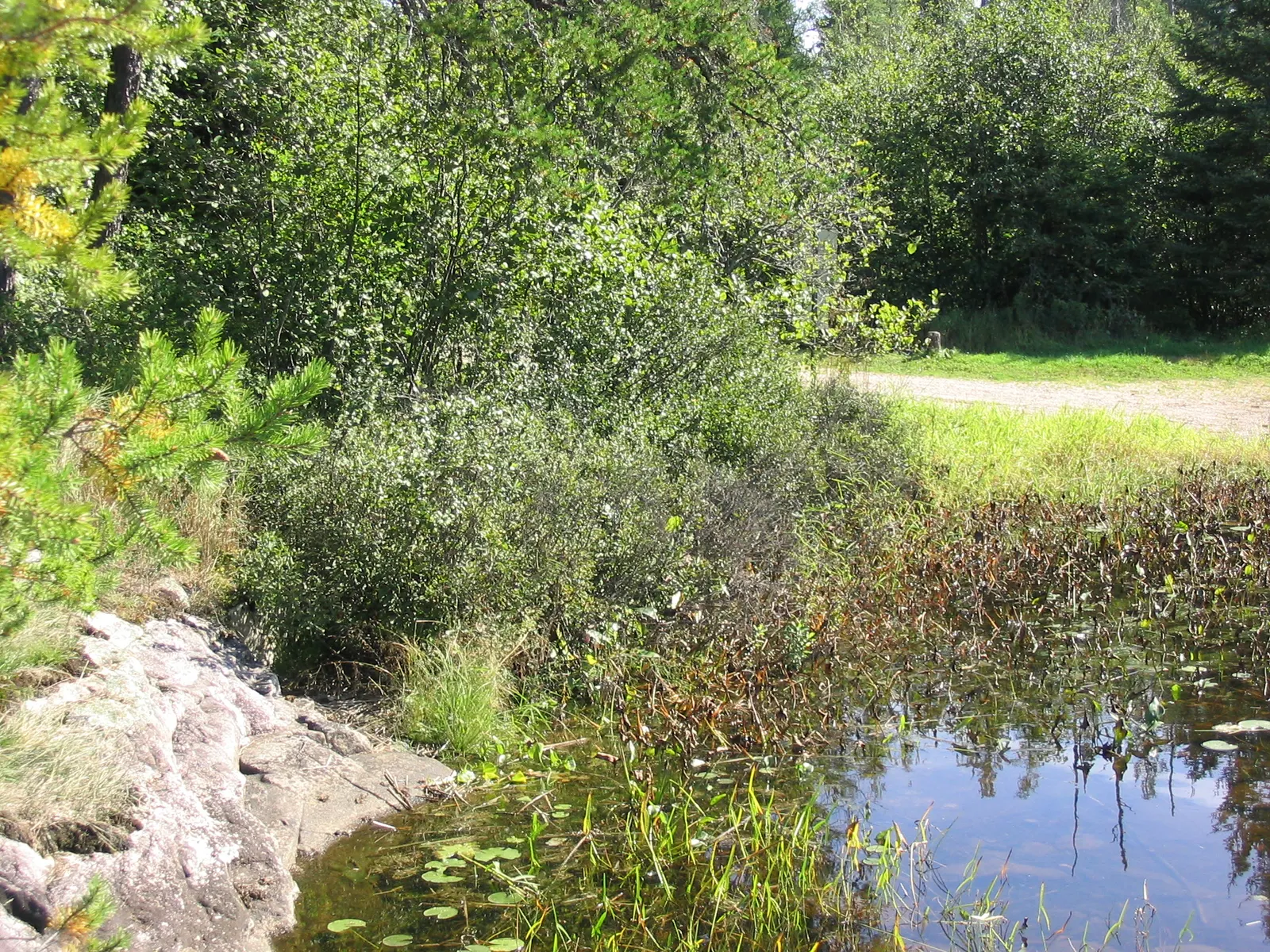 Bayberry (Myrica Pensylvanica) — Bayberry can adapt to a range of soil types but prefers well-drained; scientifically named Myrica pensylvanica, image 80
