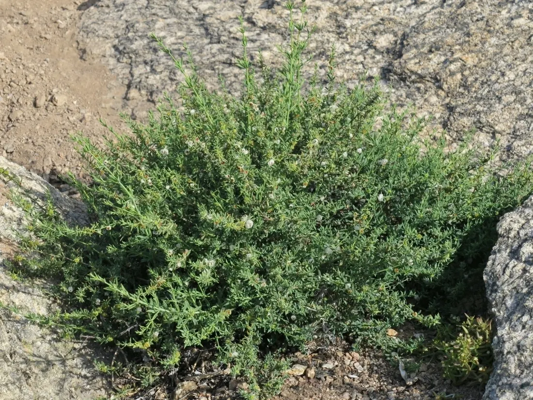 Bayberry (Myrica Pensylvanica) — The berries are a favorite among wildlife and can be used to make bayberry candles; is a hardy native shrub known, image 100