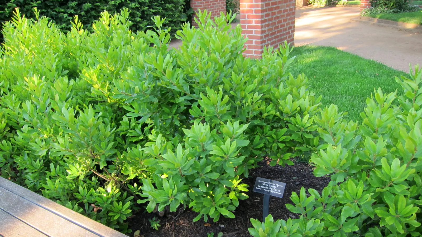 Bayberry (Myrica Pensylvanica) — providing visual interest and a food source for local bird species.<br><br>For optimal growth; distinguished by, image 63