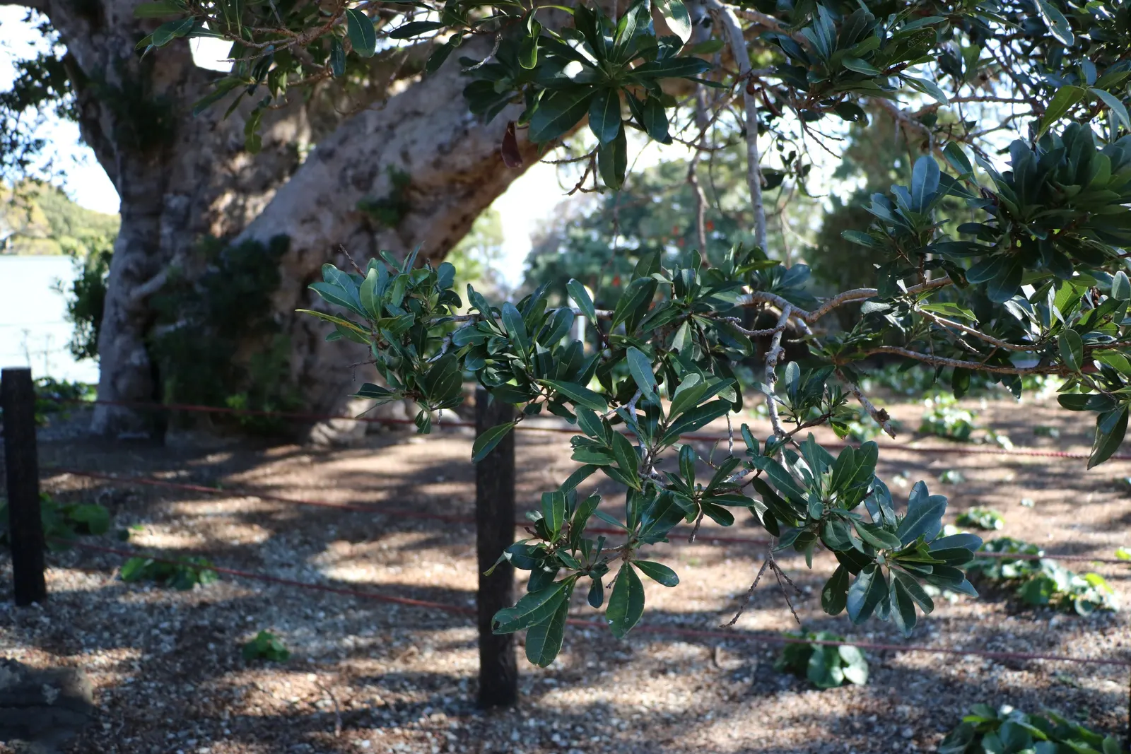 Bayberry (Myrica Pensylvanica) — Tolerant of sandy and poor soils, Bayberry is often used for naturalizing in coastal landscapes; regular watering during its