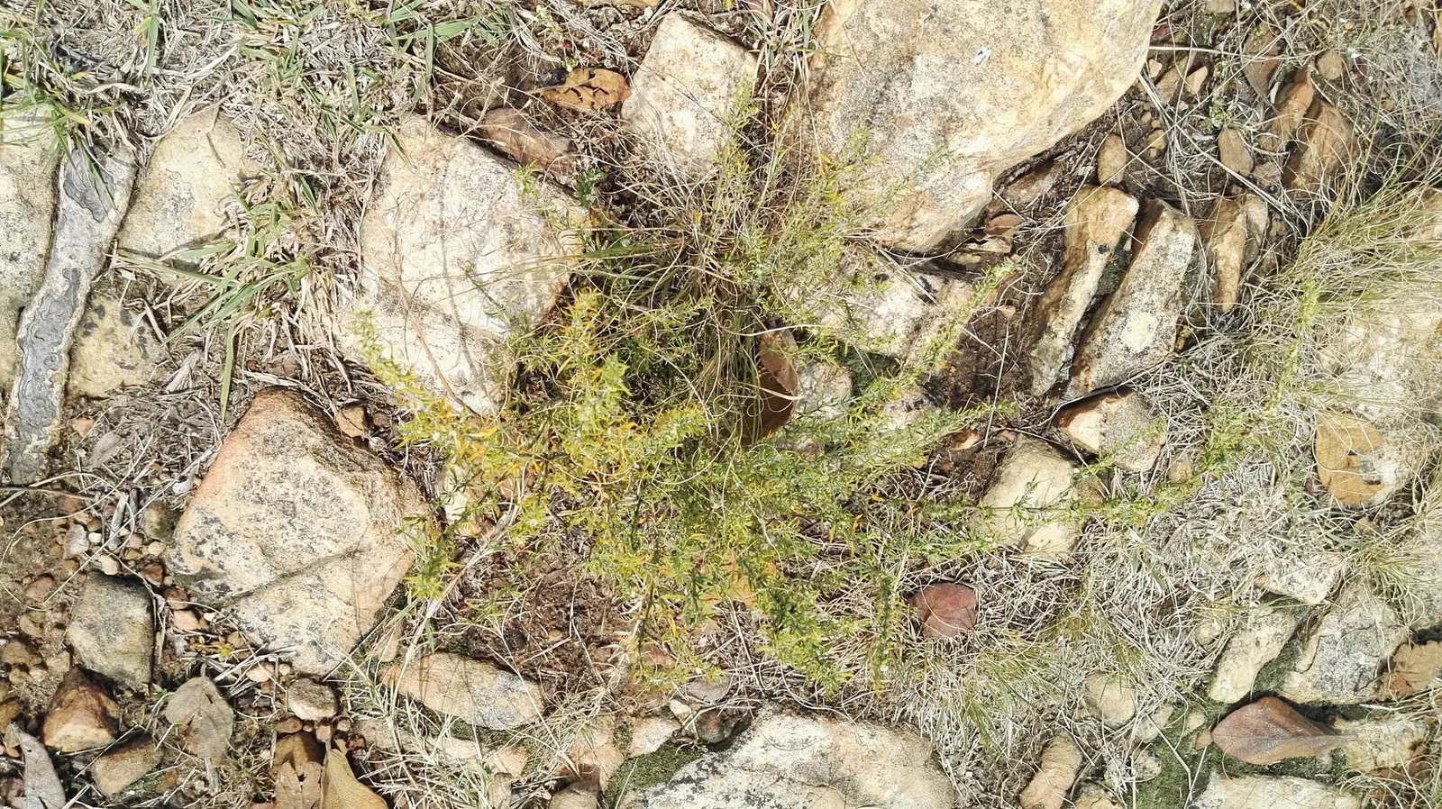Bayberry (Myrica Pensylvanica) — is a hardy native shrub known for its aromatic foliage and waxy blue-gray berries; the berries are a favorite among wildlife