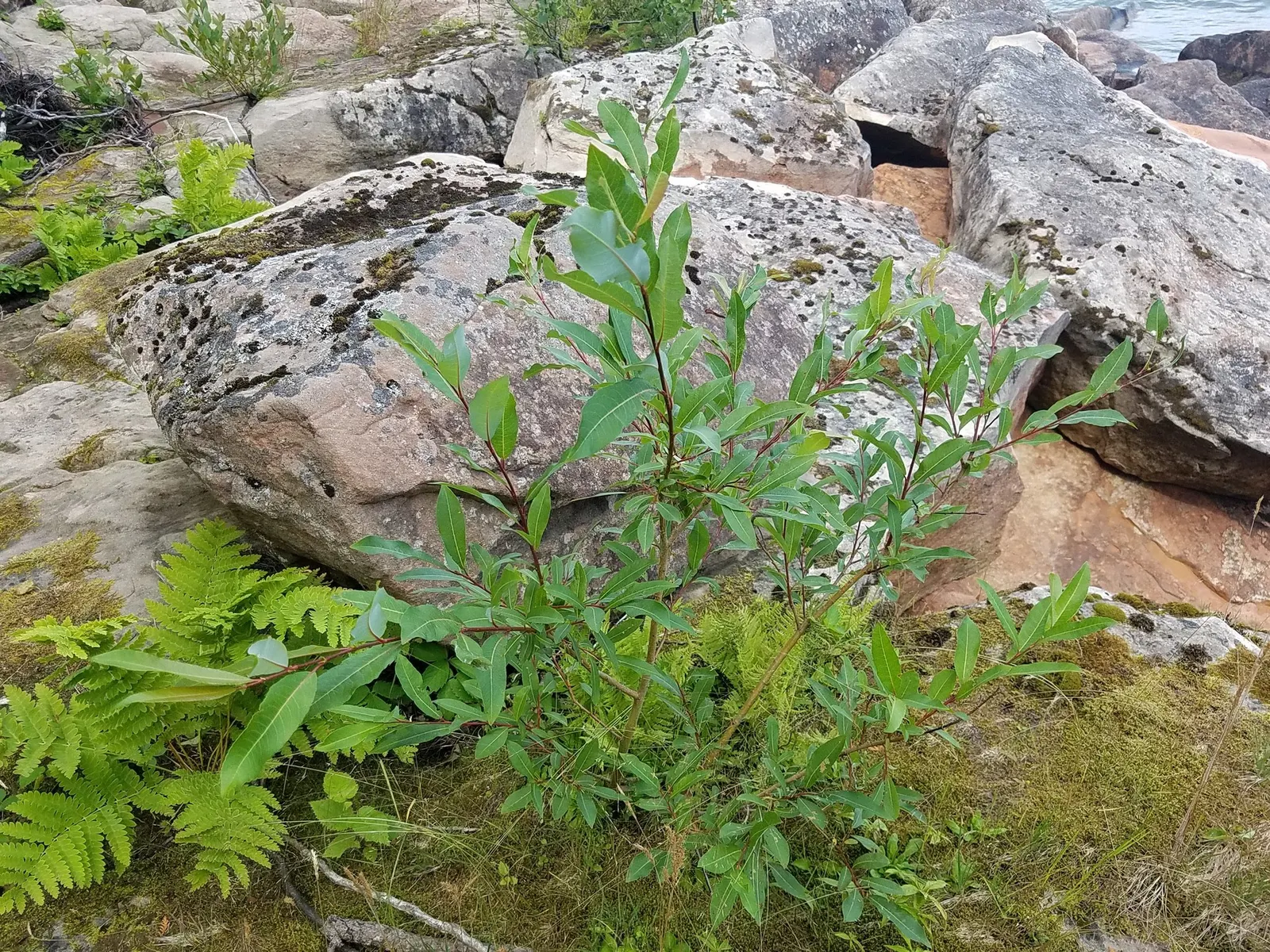Bayberry (Myrica Pensylvanica) — makes it an exceptional addition to any landscape design; shrub for full or half, image 93