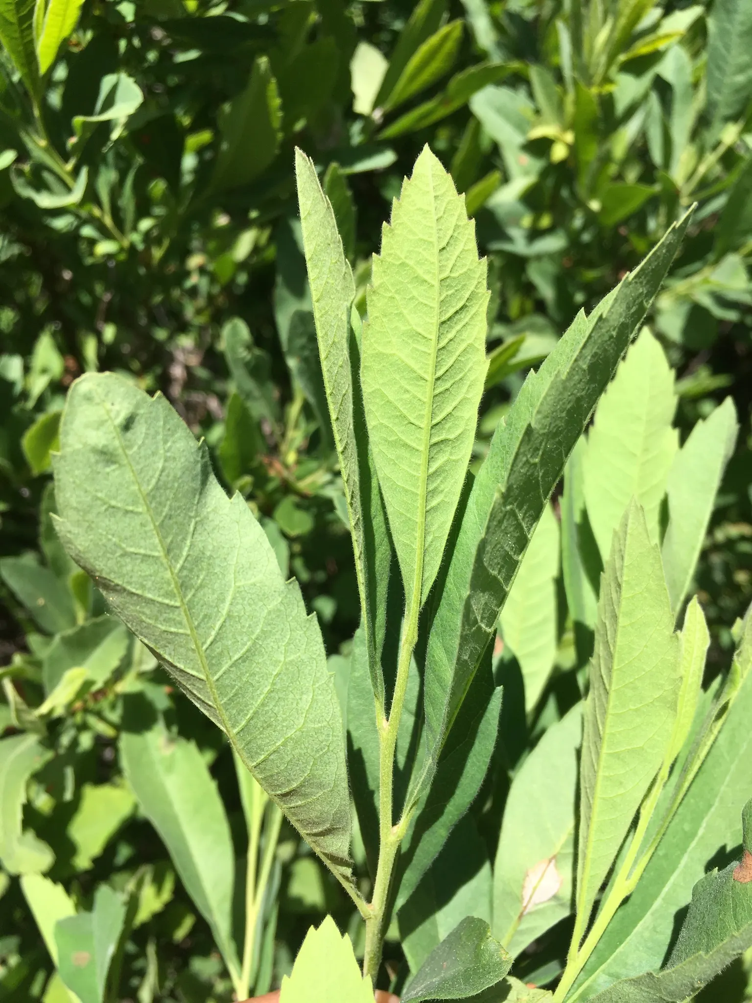Bayberry (Myrica Pensylvanica) — sandy soils; it is also salt-tolerant; the leaves are a lustrous dark green, which transition to a lovely, image 105