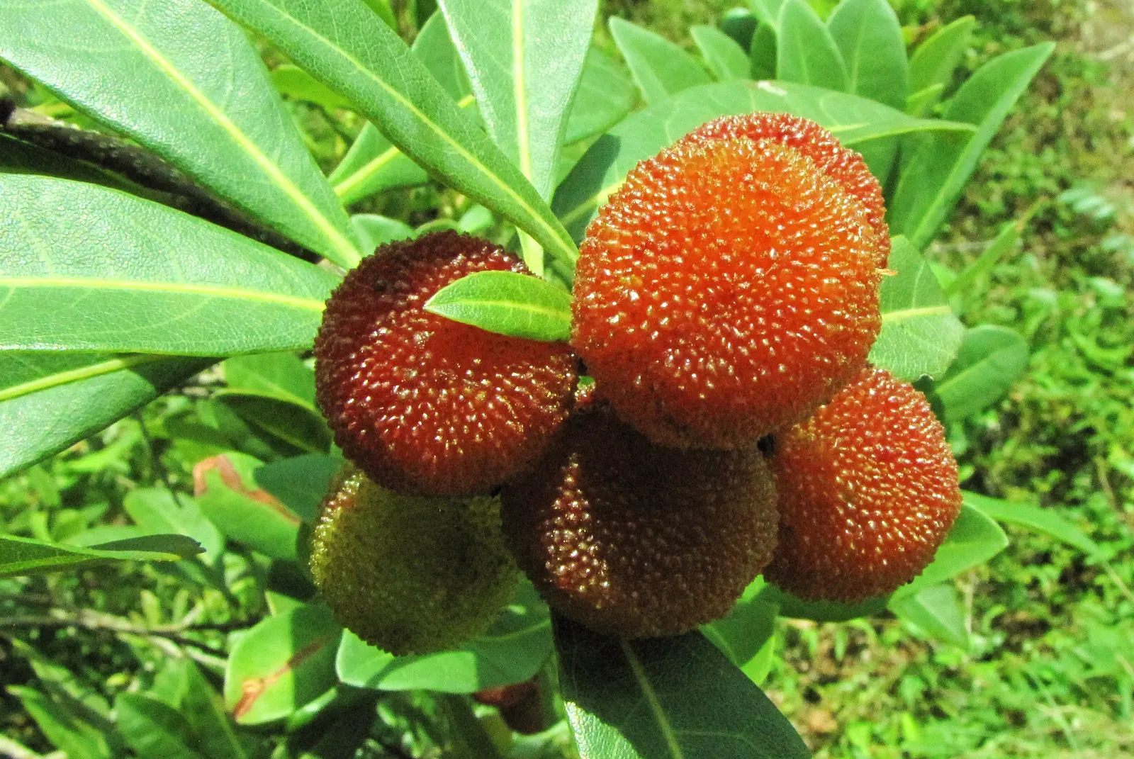 Bayberry (Myrica Pensylvanica) — sandy soils; it is also salt-tolerant; the leaves are a lustrous dark green, which transition to a lovely, image 57