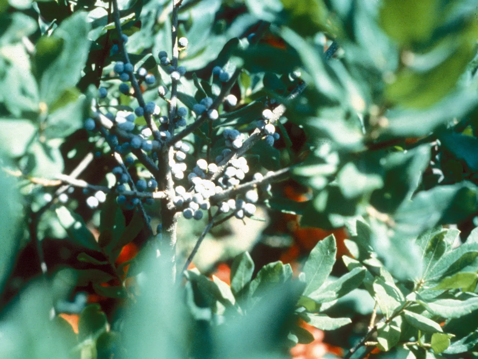 Bayberry (Myrica Pensylvanica) — It reaches about 6-10 feet in height and spread, thriving in full sun to partial shade; rounded silhouette that serves well as