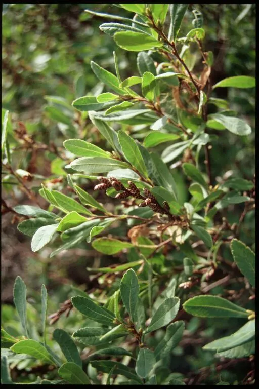 Bayberry (Myrica Pensylvanica) — plant Myrica pensylvanica in full sun to partial shade; in late spring to early summer
